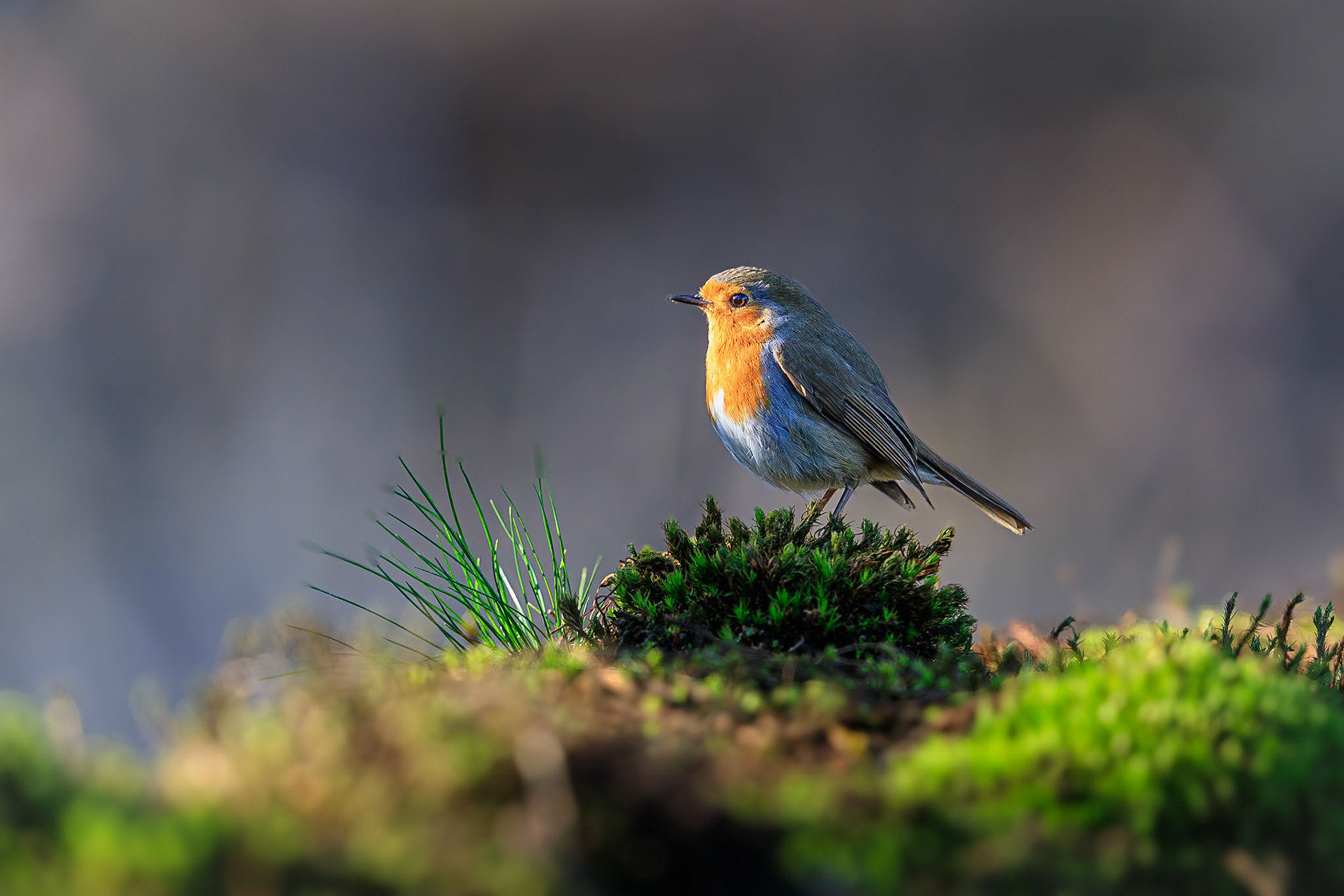 Roodborstje / European Robin (Erithacus rubecula)