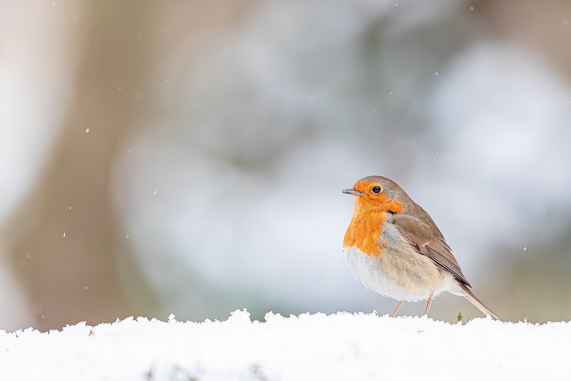 Roodborstje / European Robin (Erithacus rubecula)