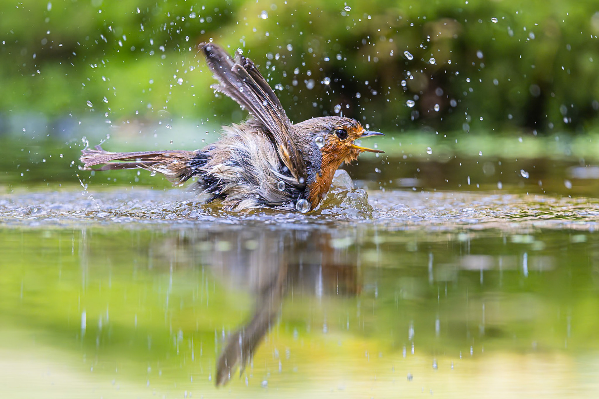 Roodborstje / European Robin (Erithacus rubecula)