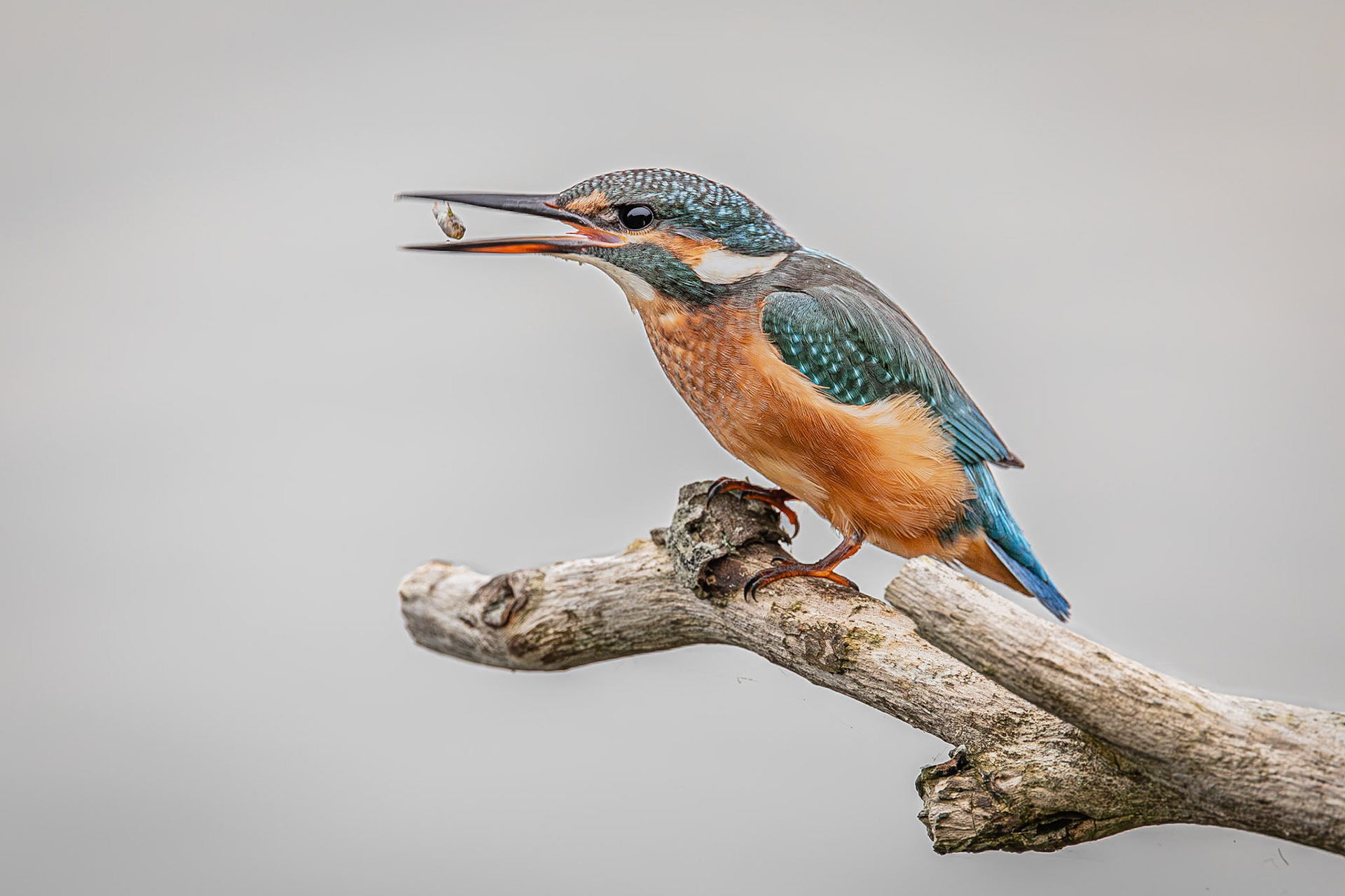 IJsvogel / Common kingfisher (Alcedo atthis)