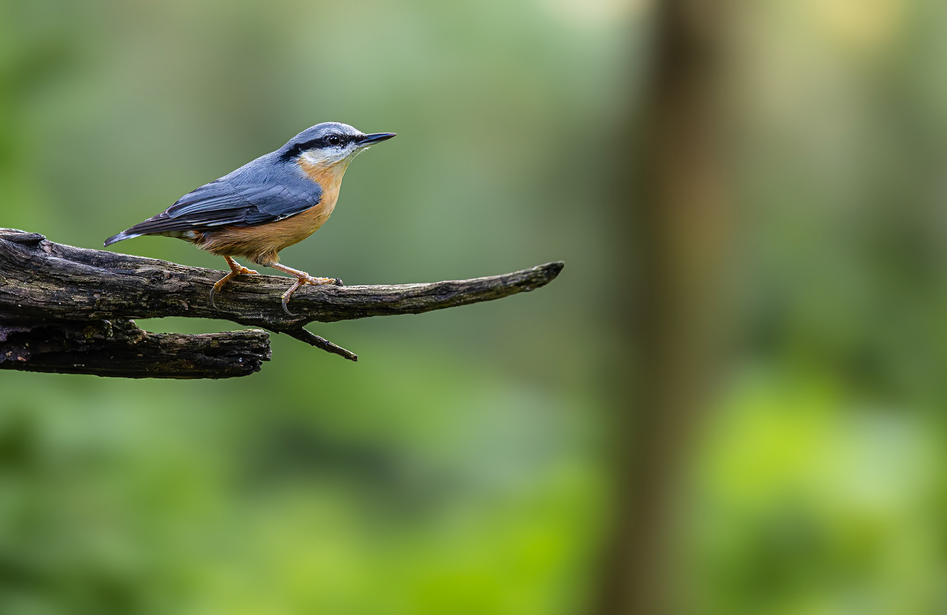 Boomklever / Eurasian nuthatch (Sitta europaea)