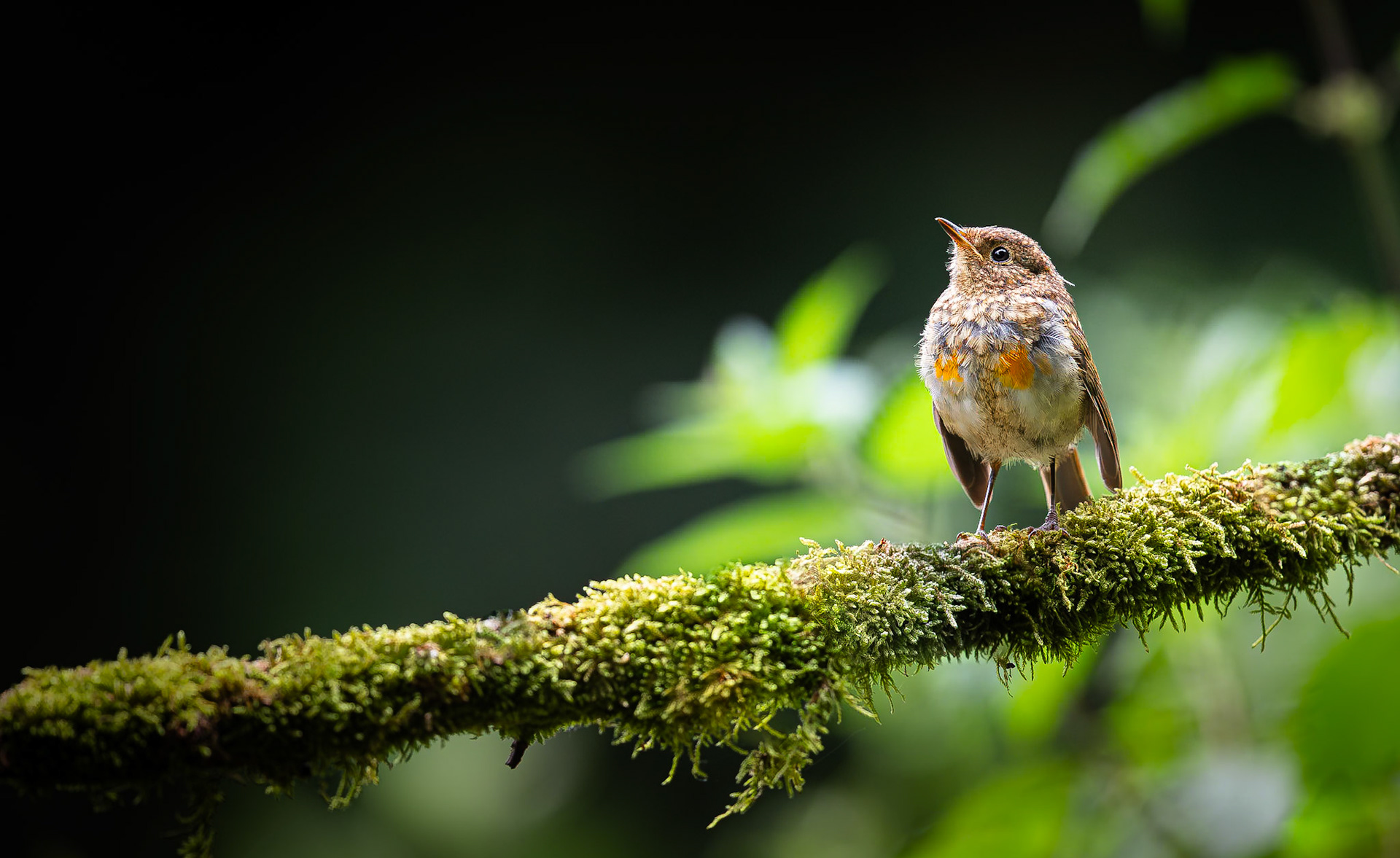 Roodborstje / European Robin (Erithacus rubecula)