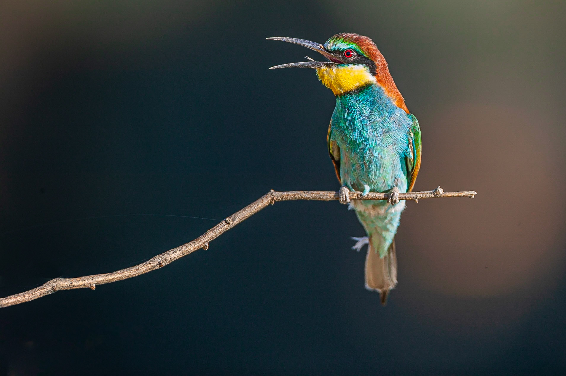 Europese Bijeneter / European Bee-eater (Merops apiaster)