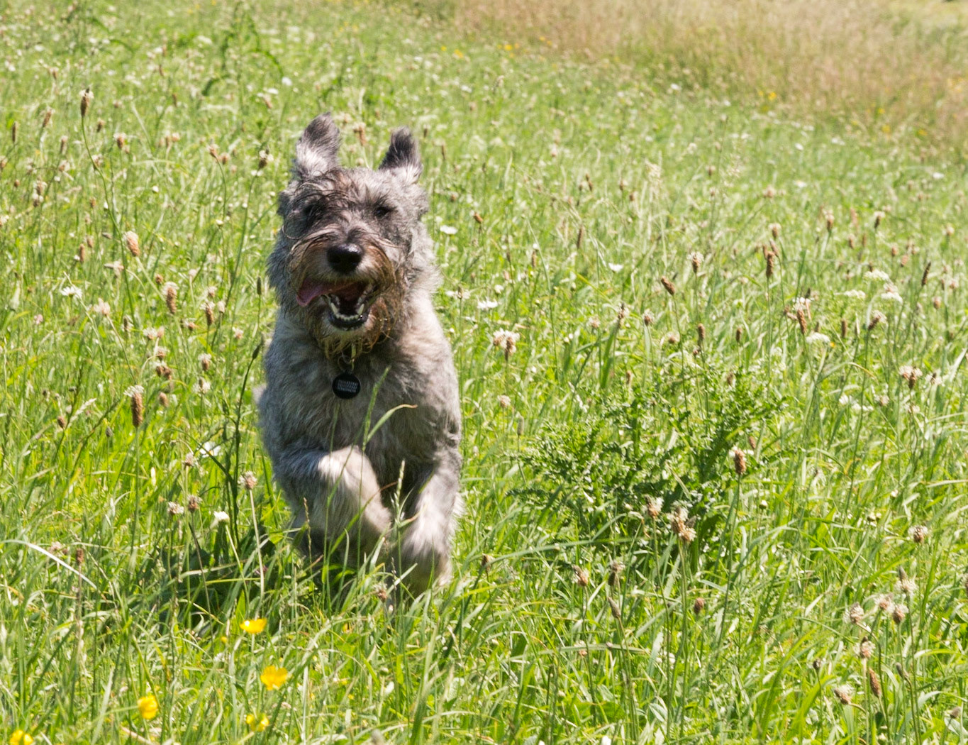 Odie
