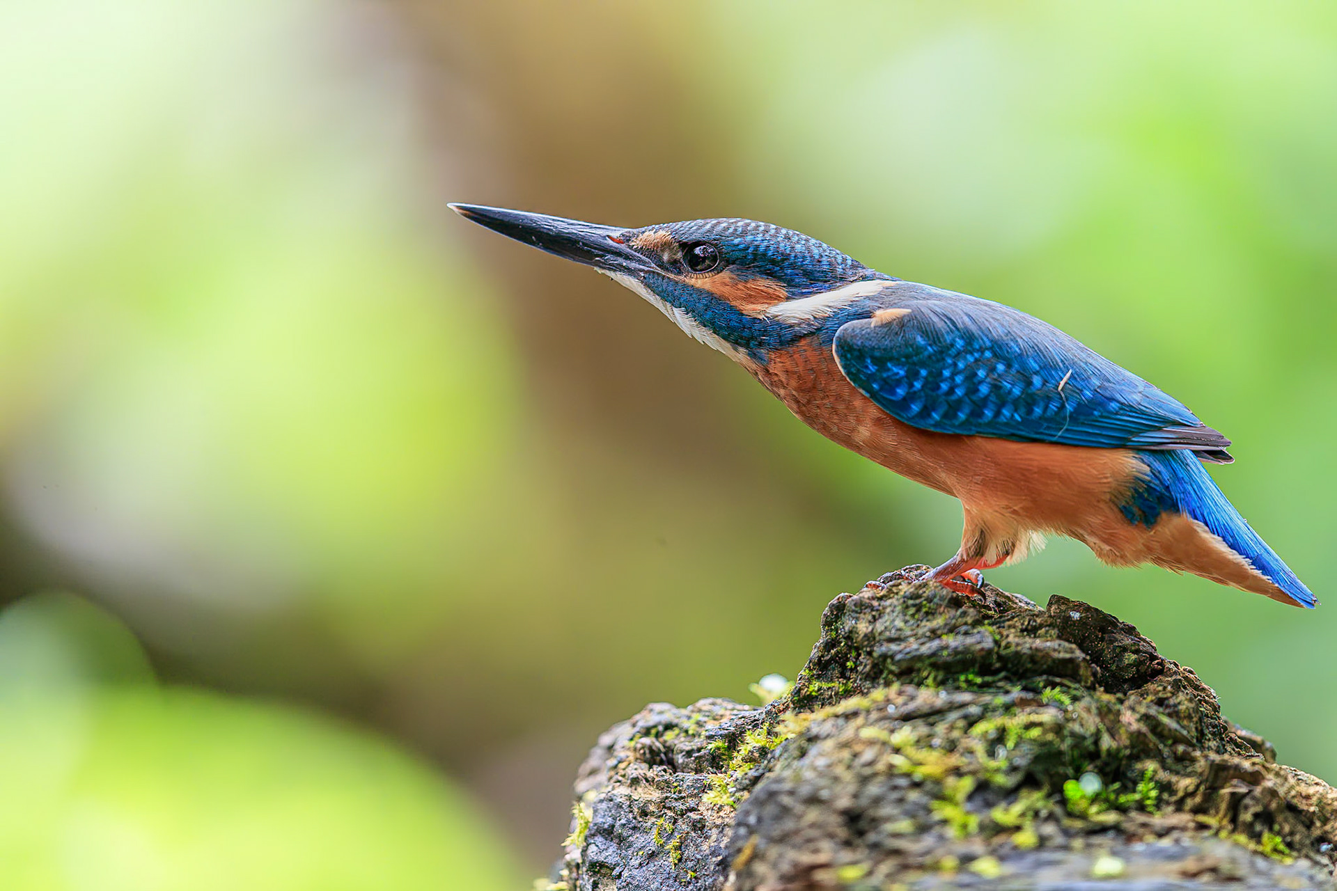 IJsvogel / Common kingfisher (Alcedo atthis)