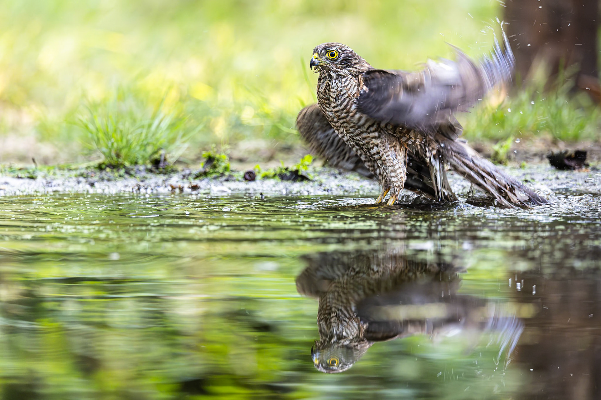 Sperwer / Eurasian sparrowhawk (Accipiter nisus)