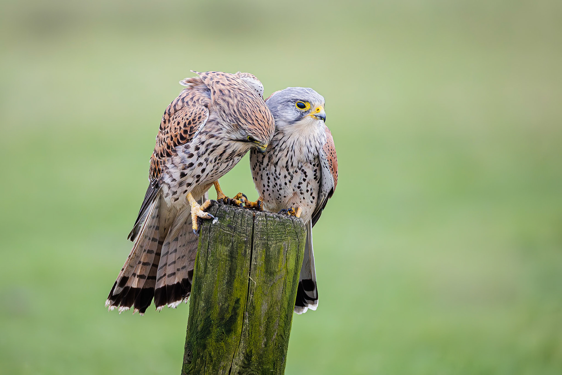 Torenvalk / Common kestrel (Falco tinnunculus)