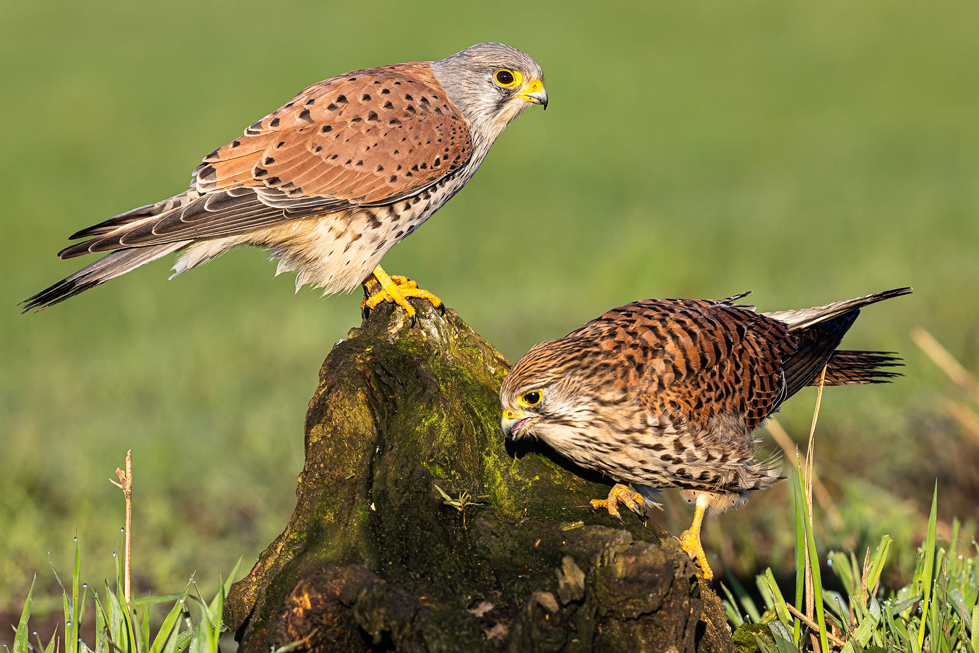 Torenvalk / Common kestrel (Falco tinnunculus)