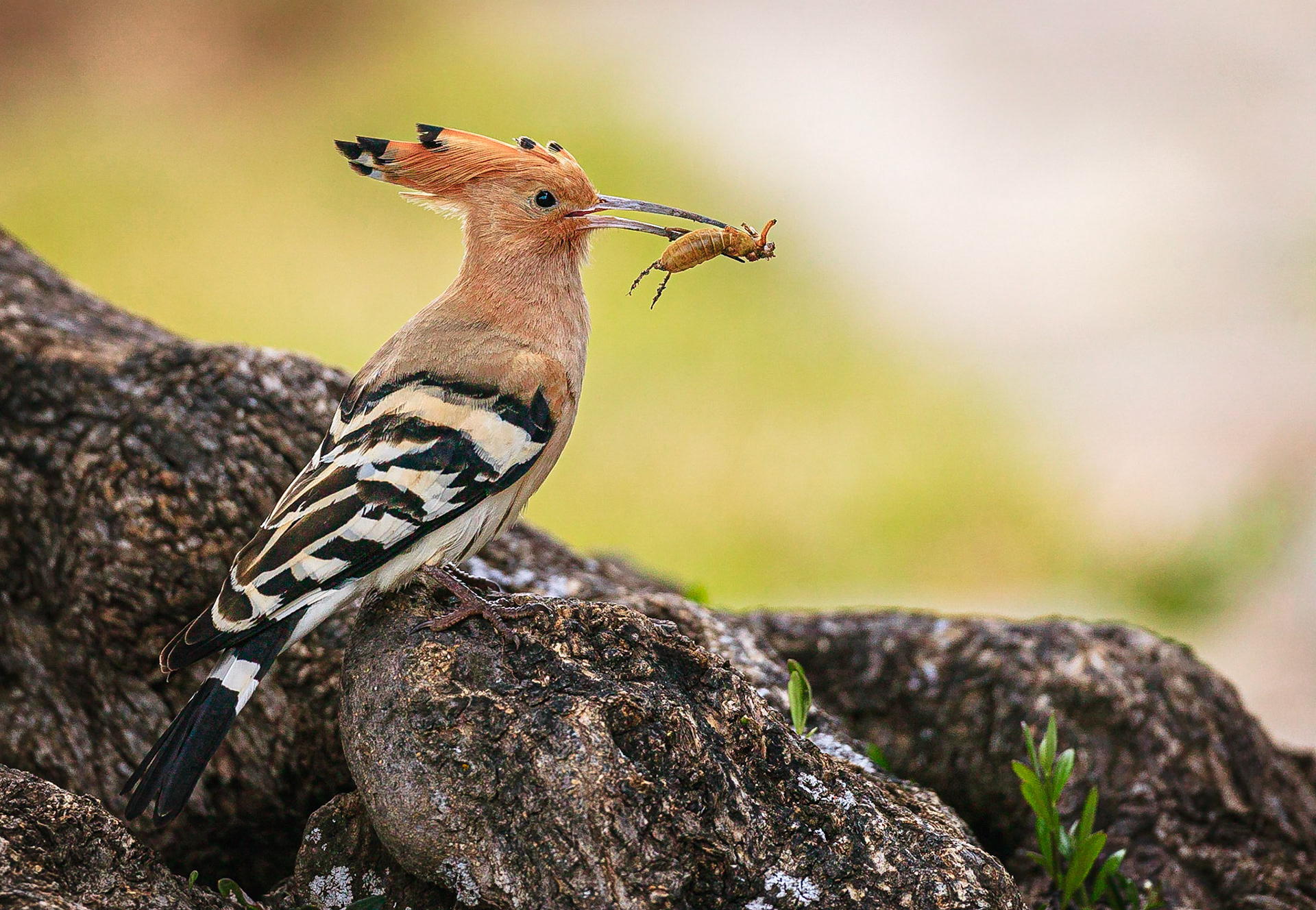 Hop / Hoopoe (Upupa epops)