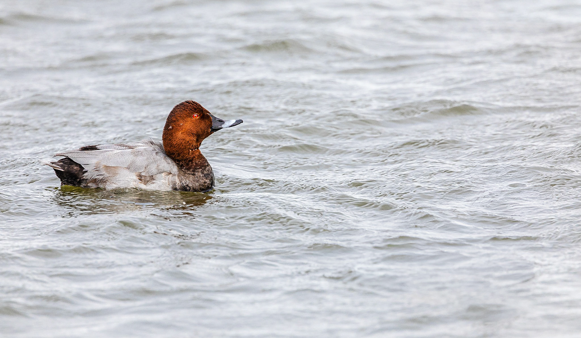 Tafeleend / Common pochard (Aythya ferina)