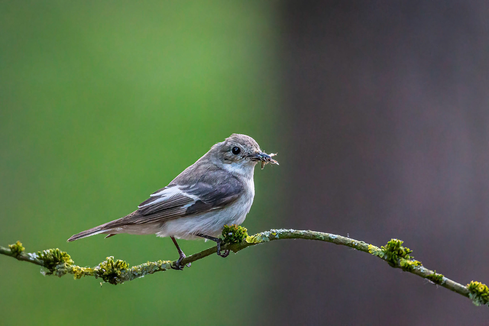 Bonte vliegenvanger / European pied flycatcher (Ficedula hypoleuca)