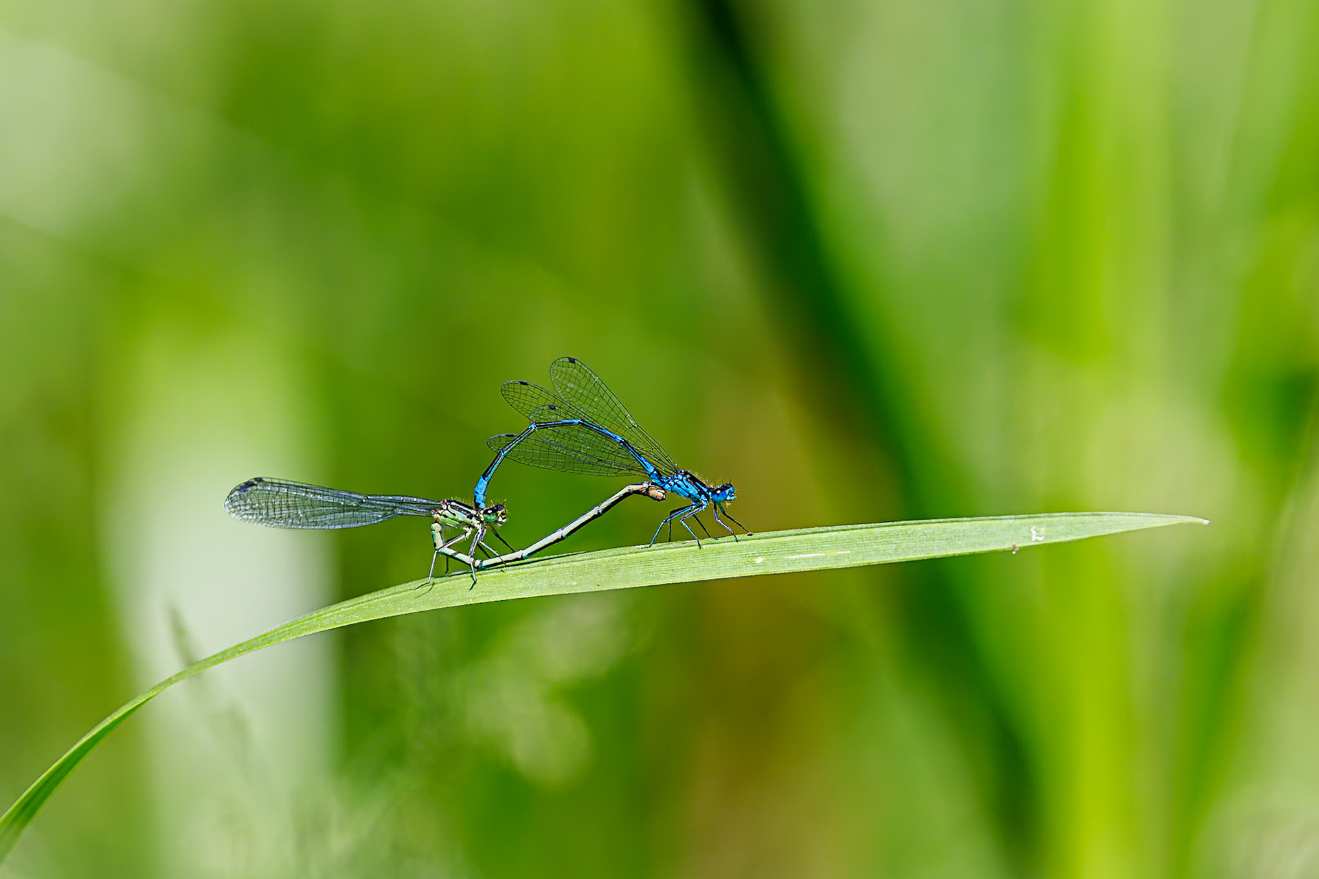 Variabele waterjuffer / Variable damselfly (Coenagrion pulchellum)