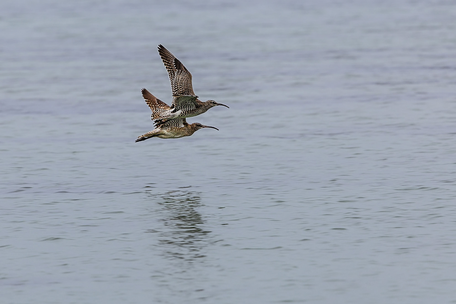 Regenwulp / Eurasian whimbrel (Numenius phaeopus)