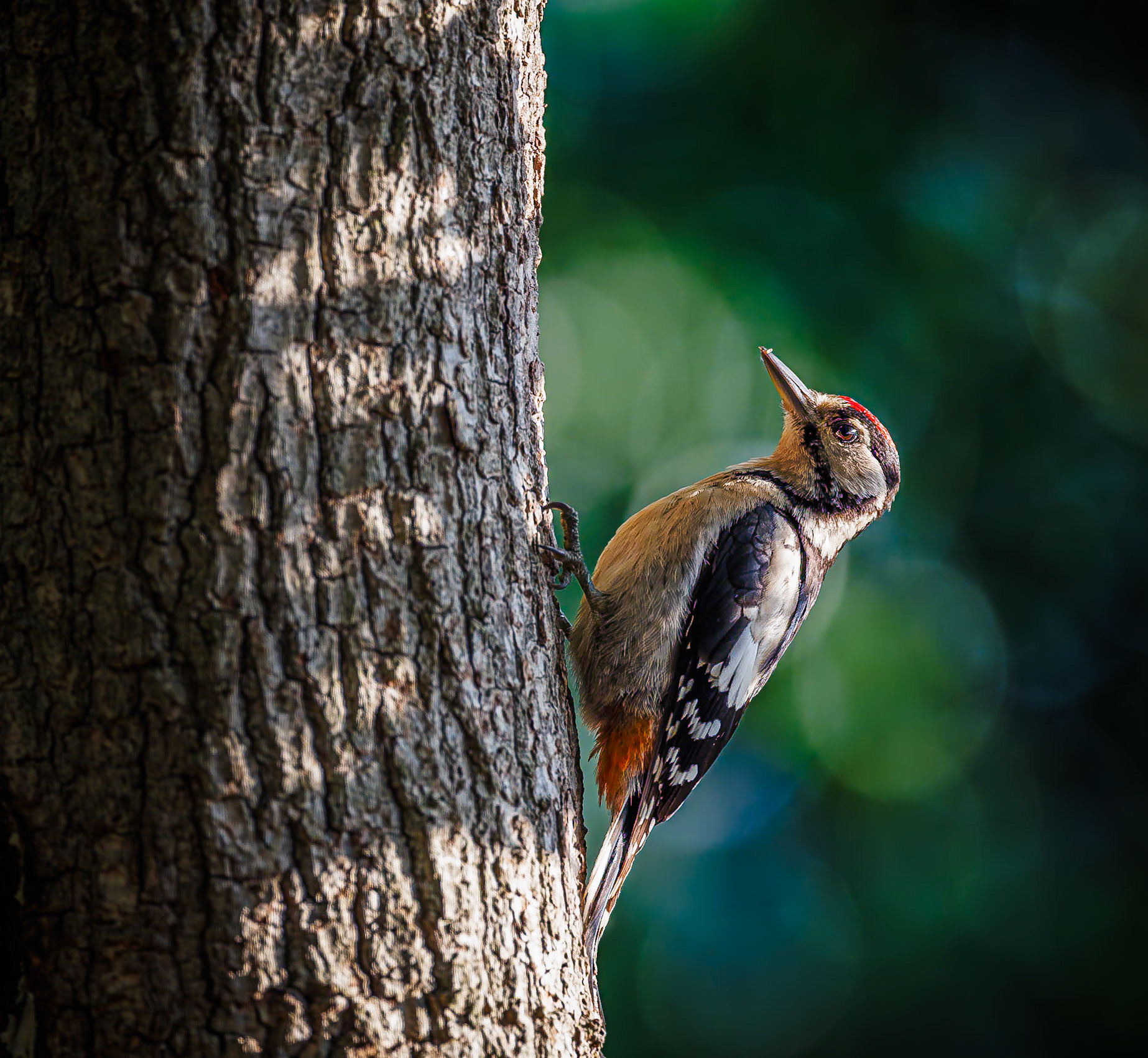 Grote bonte specht / Great spotted woodpecker (Dendrocopos major)
