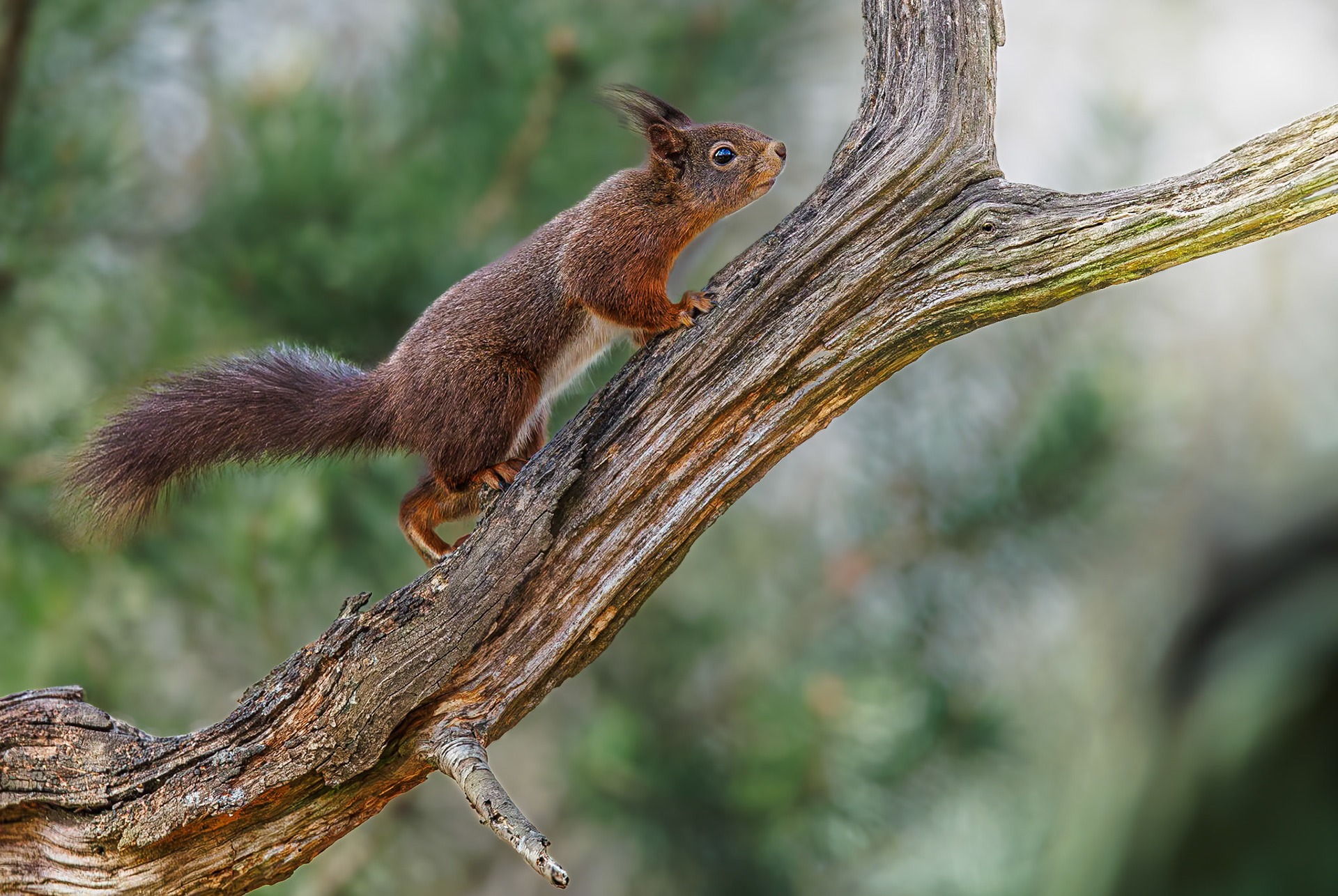 Eekhoorn / Eurasian red squirrel (Sciurus vulgaris)