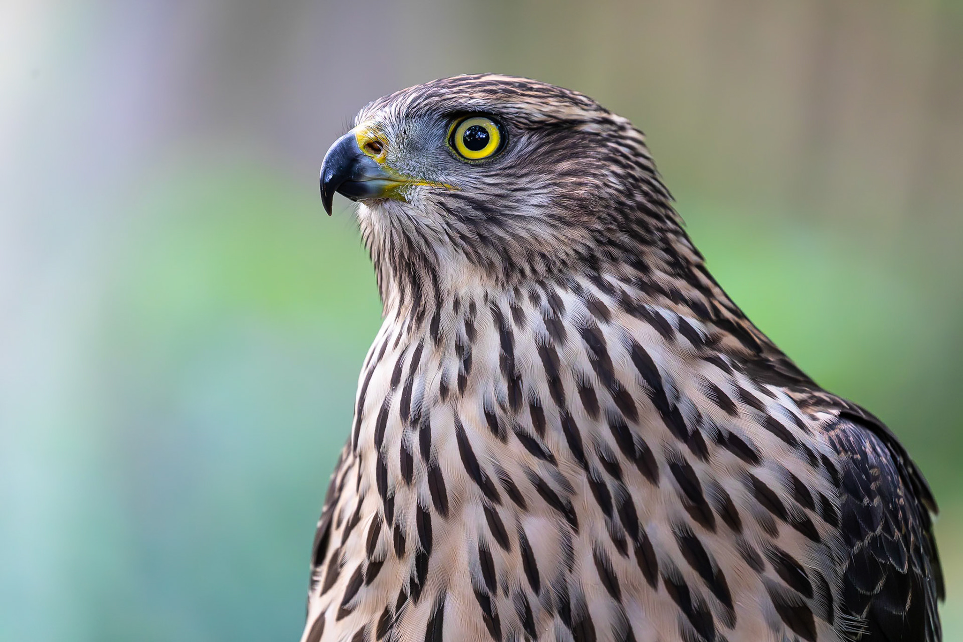 Havik / Northern Goshawk (Accipiter gentilis)