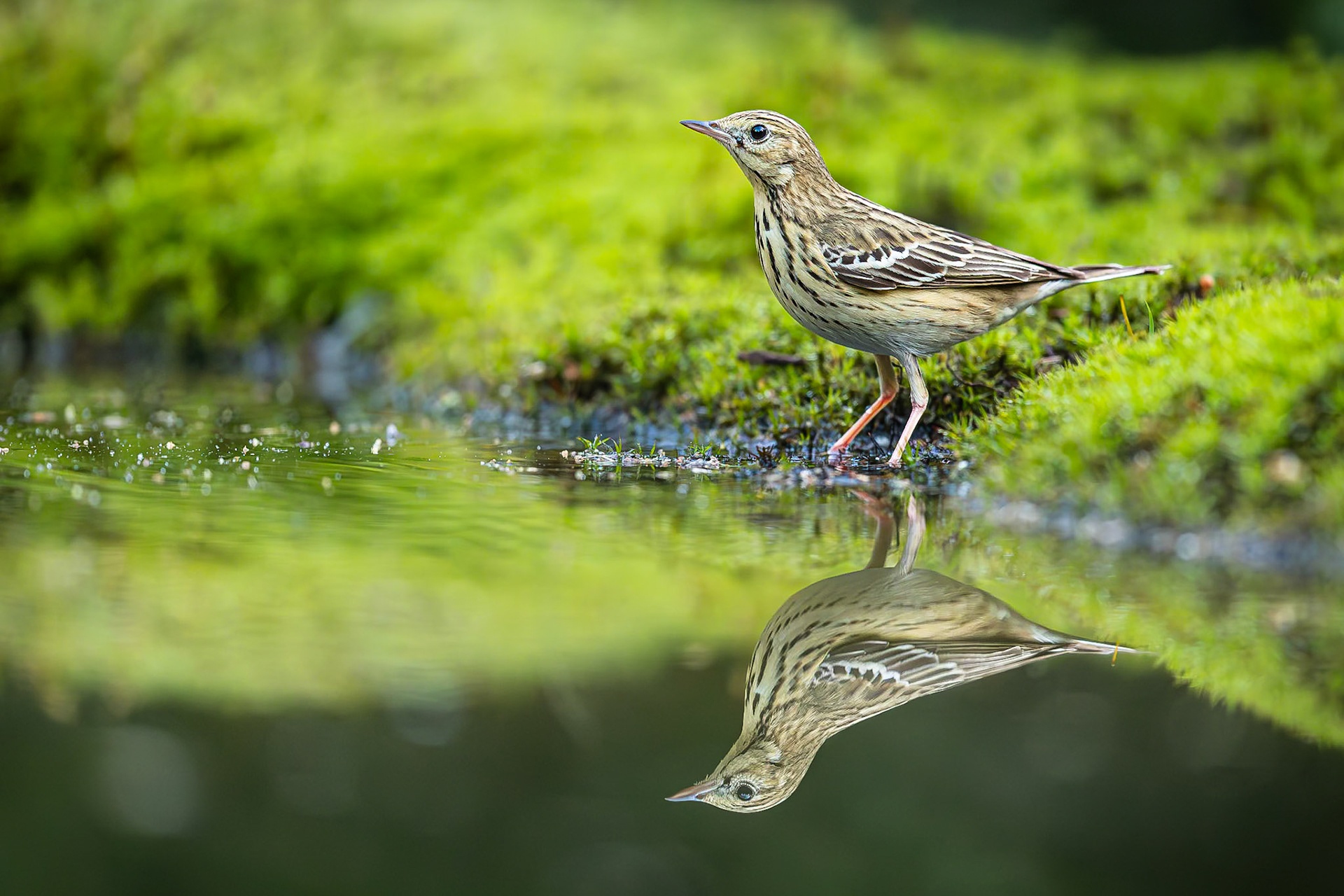 Boompieper / Tree pipit (Anthus trivialis)