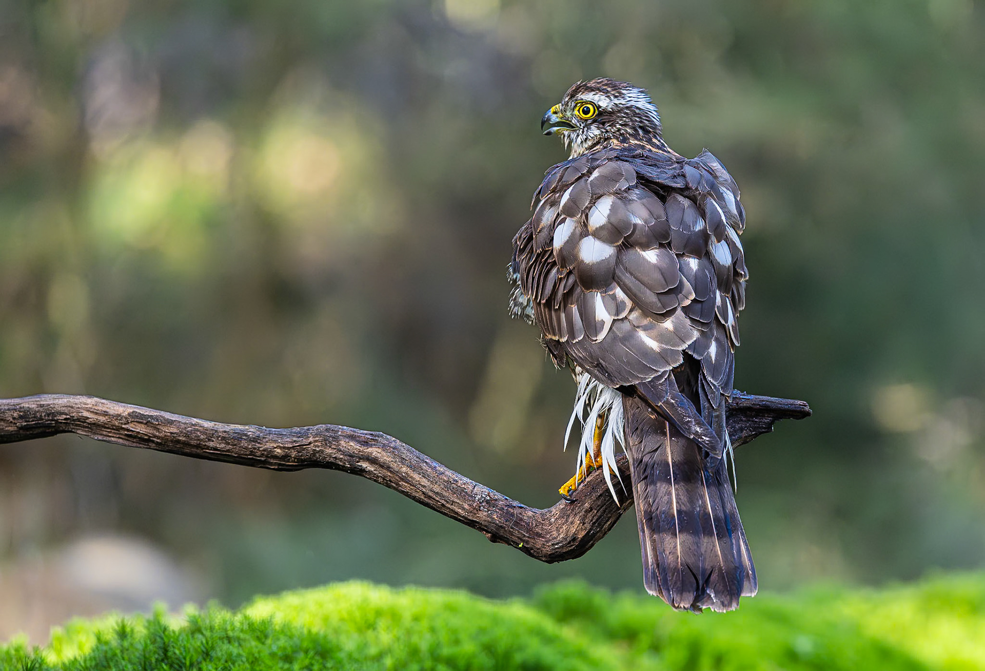 Sperwer / Eurasian sparrowhawk (Accipiter nisus)