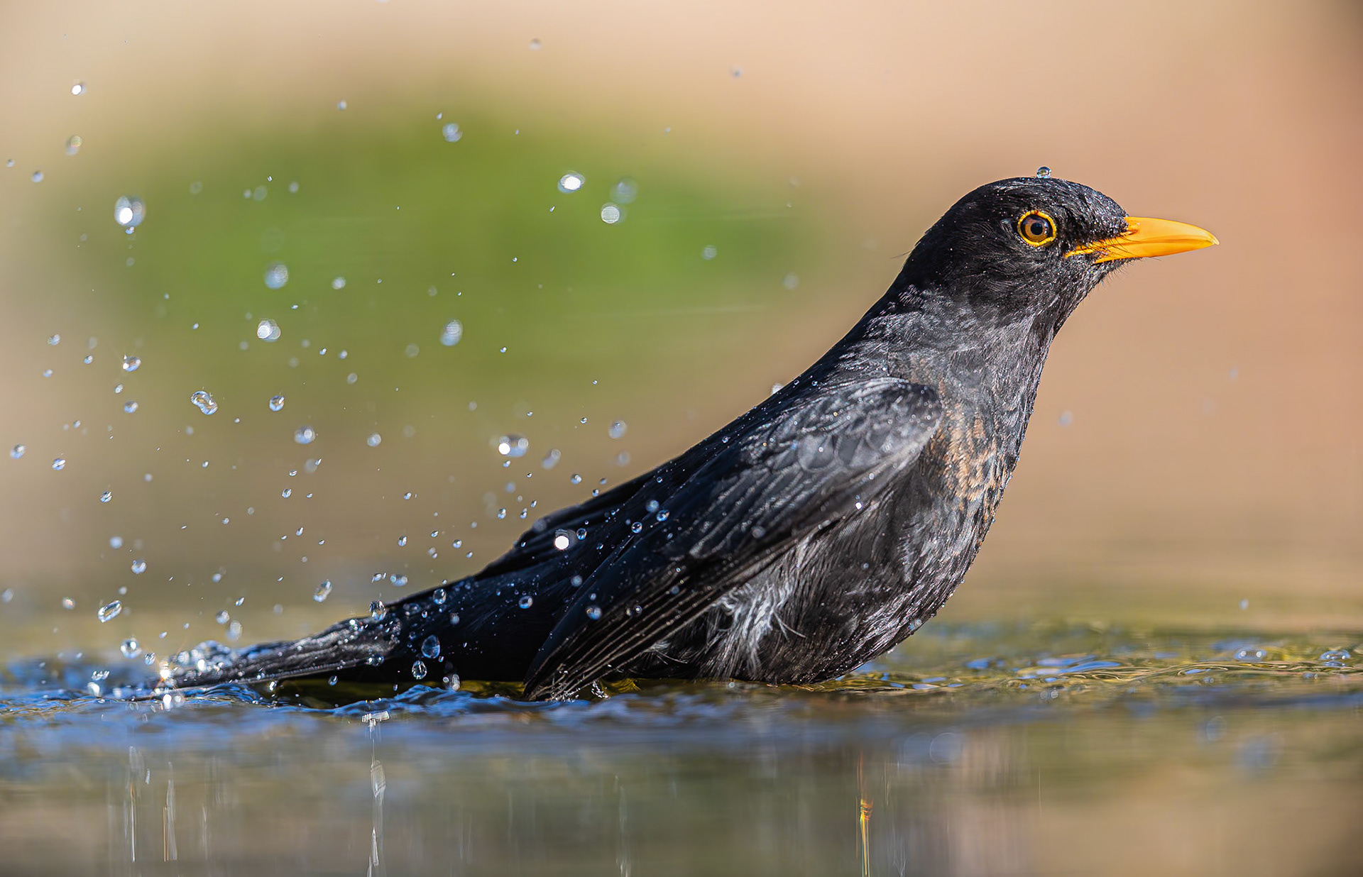 Merel / Common Blackbird (Turdus merula)