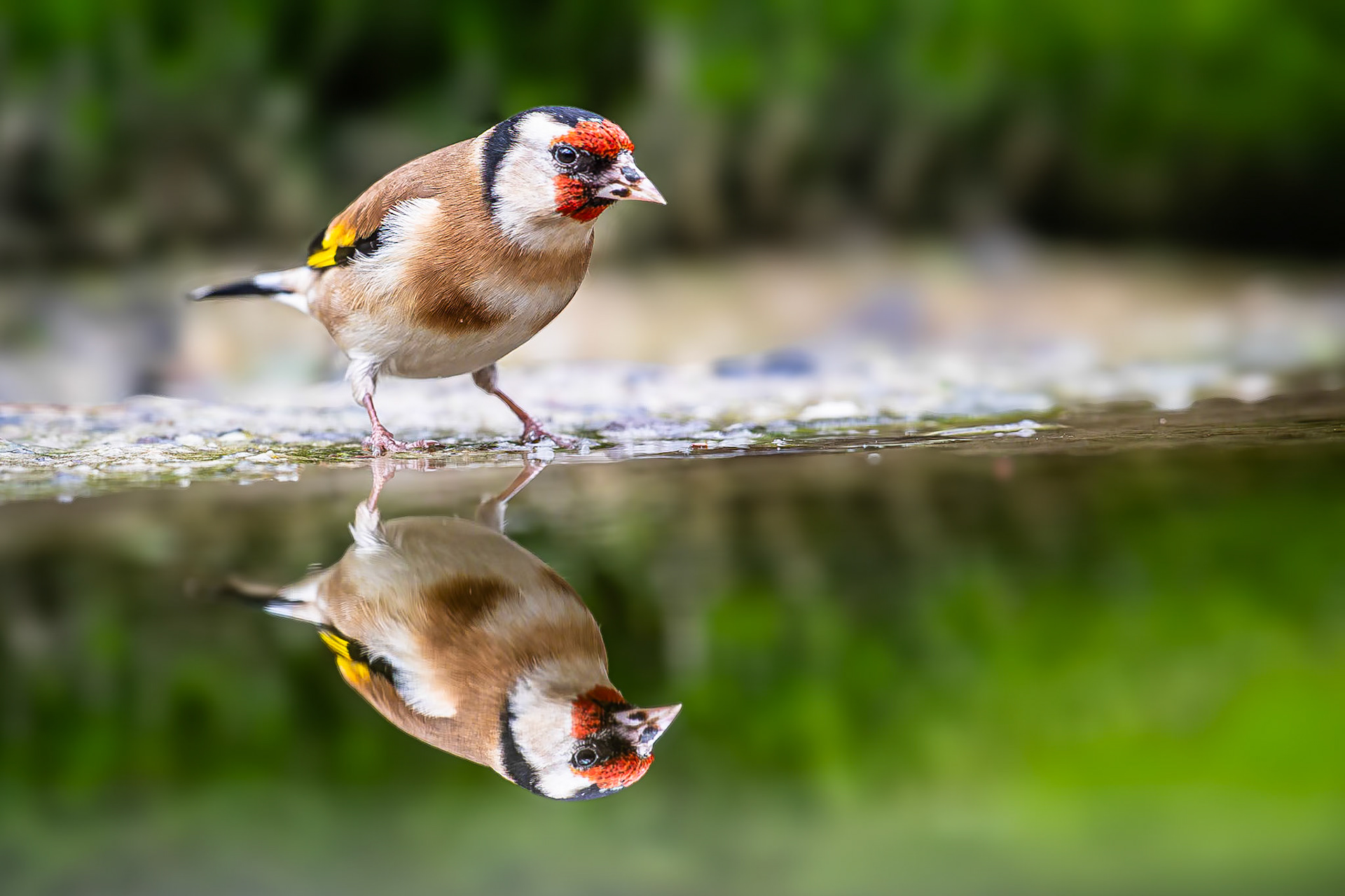 Putter / European Goldfinch (Carduelis carduelis)