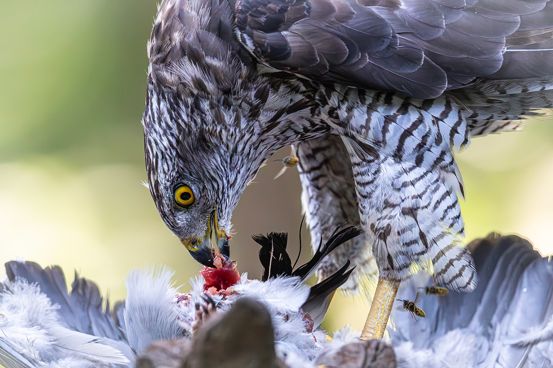 Havik / Northern Goshawk (Accipiter gentilis)