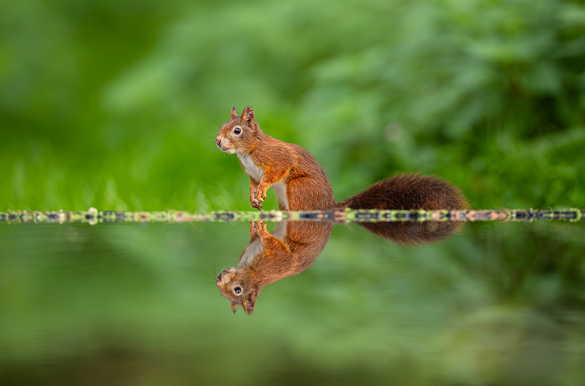 Eekhoorn / Eurasian red squirrel (Sciurus vulgaris)