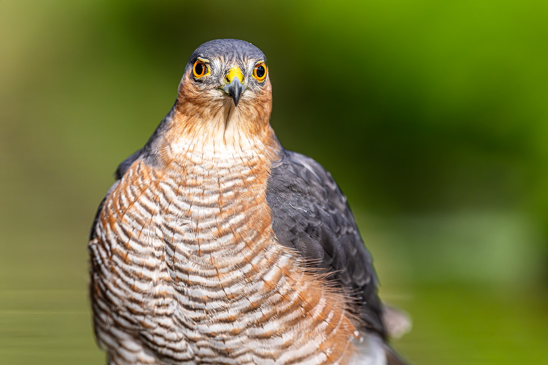 Sperwer / Eurasian sparrowhawk (Accipiter nisus)