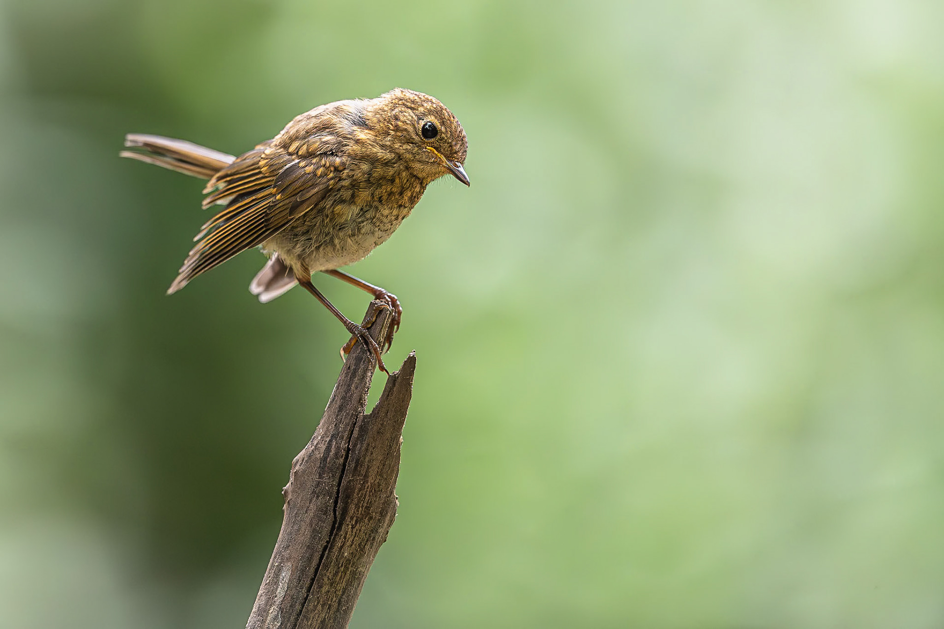 Roodborstje / European Robin (Erithacus rubecula)