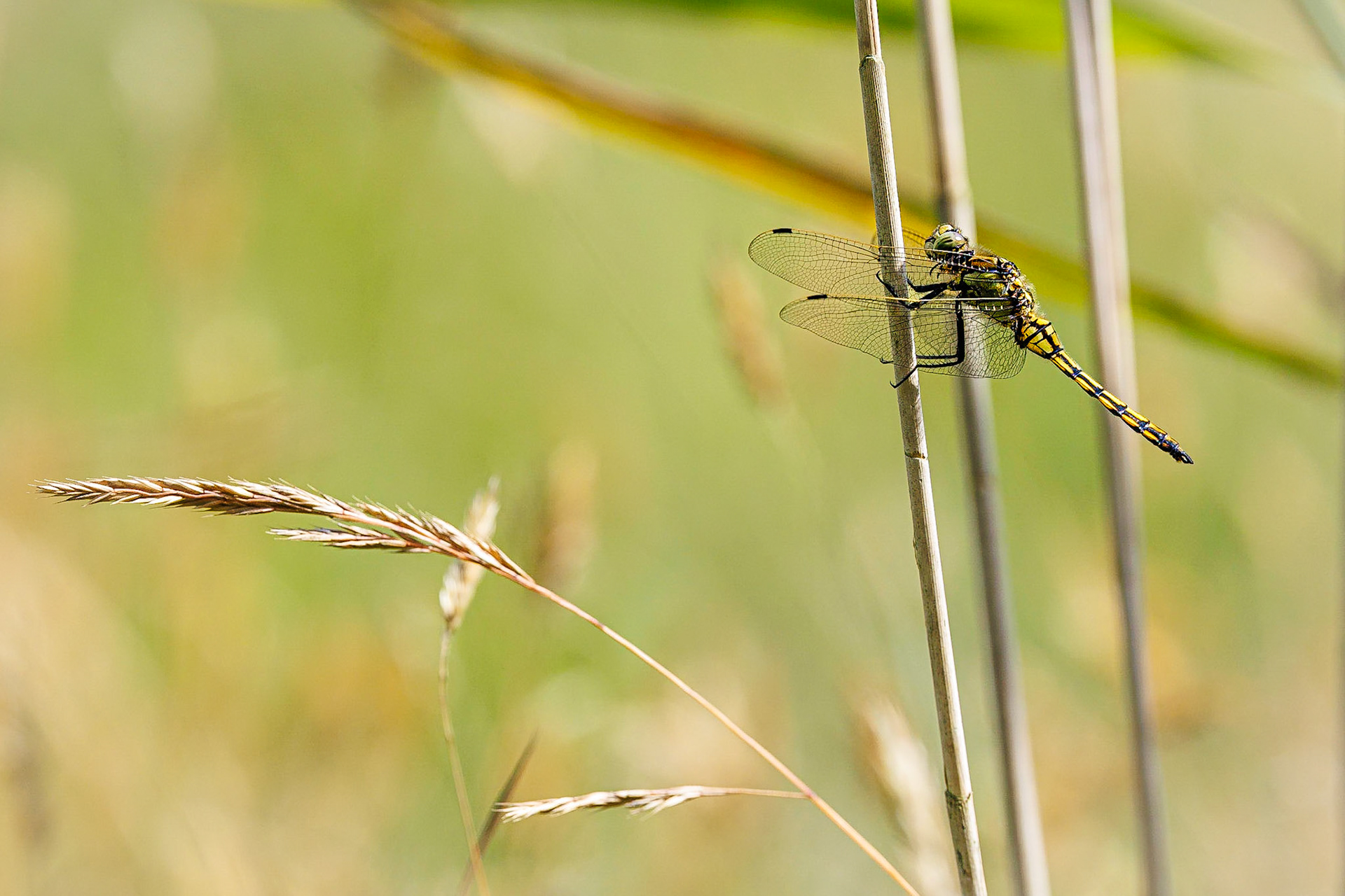 Gewone oeverlibel / Black-tailed skimmer (Orthetrum cancellatum)