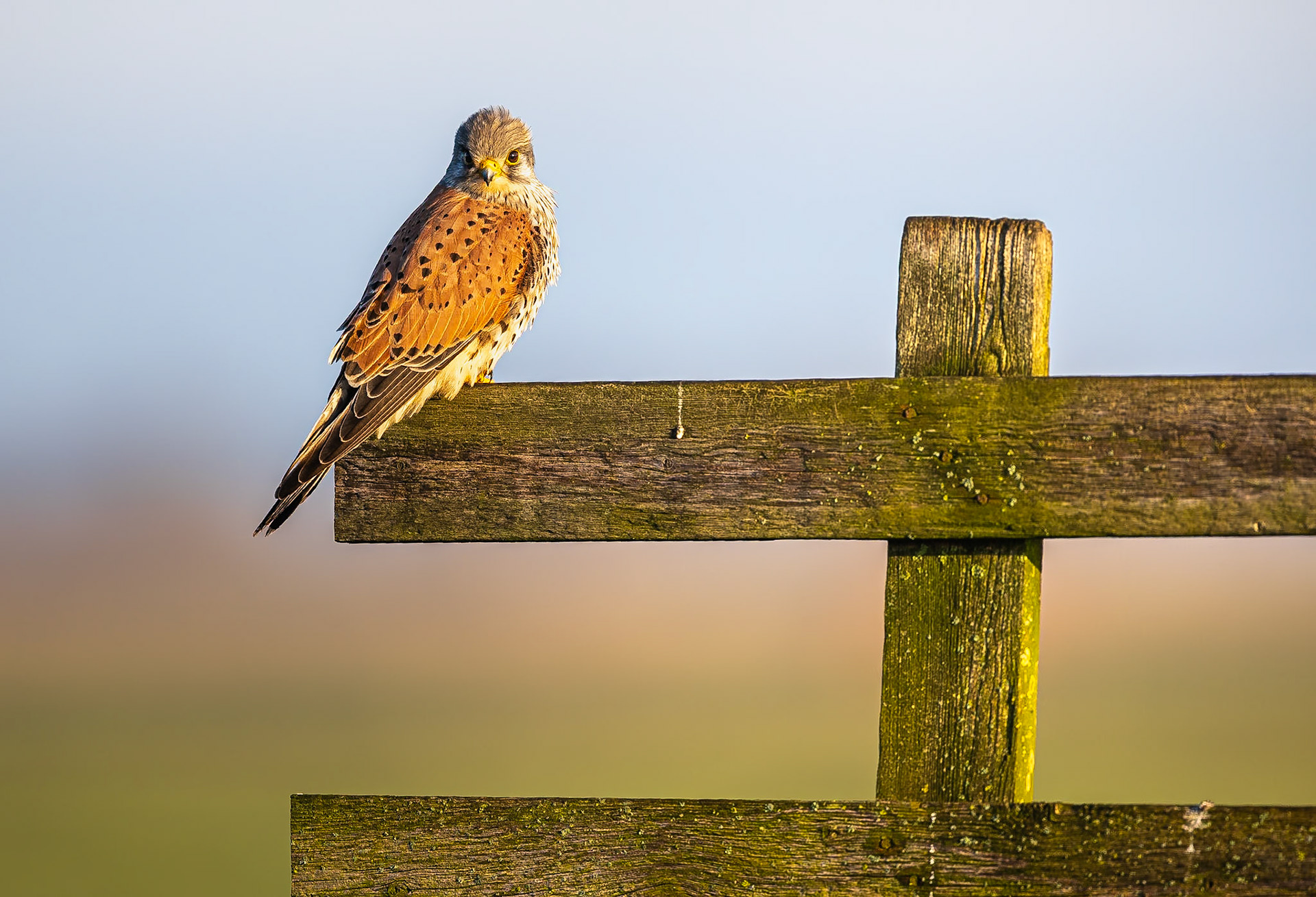 Torenvalk / Common kestrel (Falco tinnunculus)