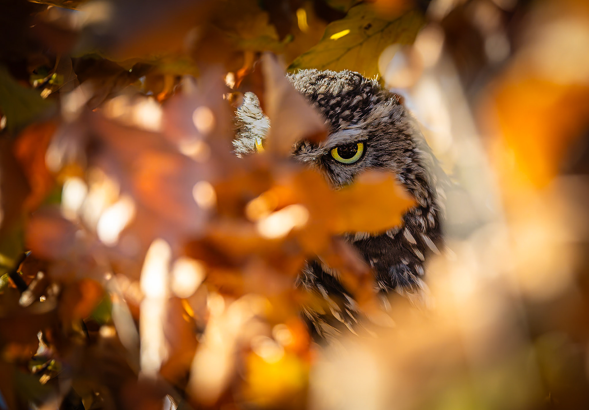 Steenuil / Little Owl (Athene noctua)