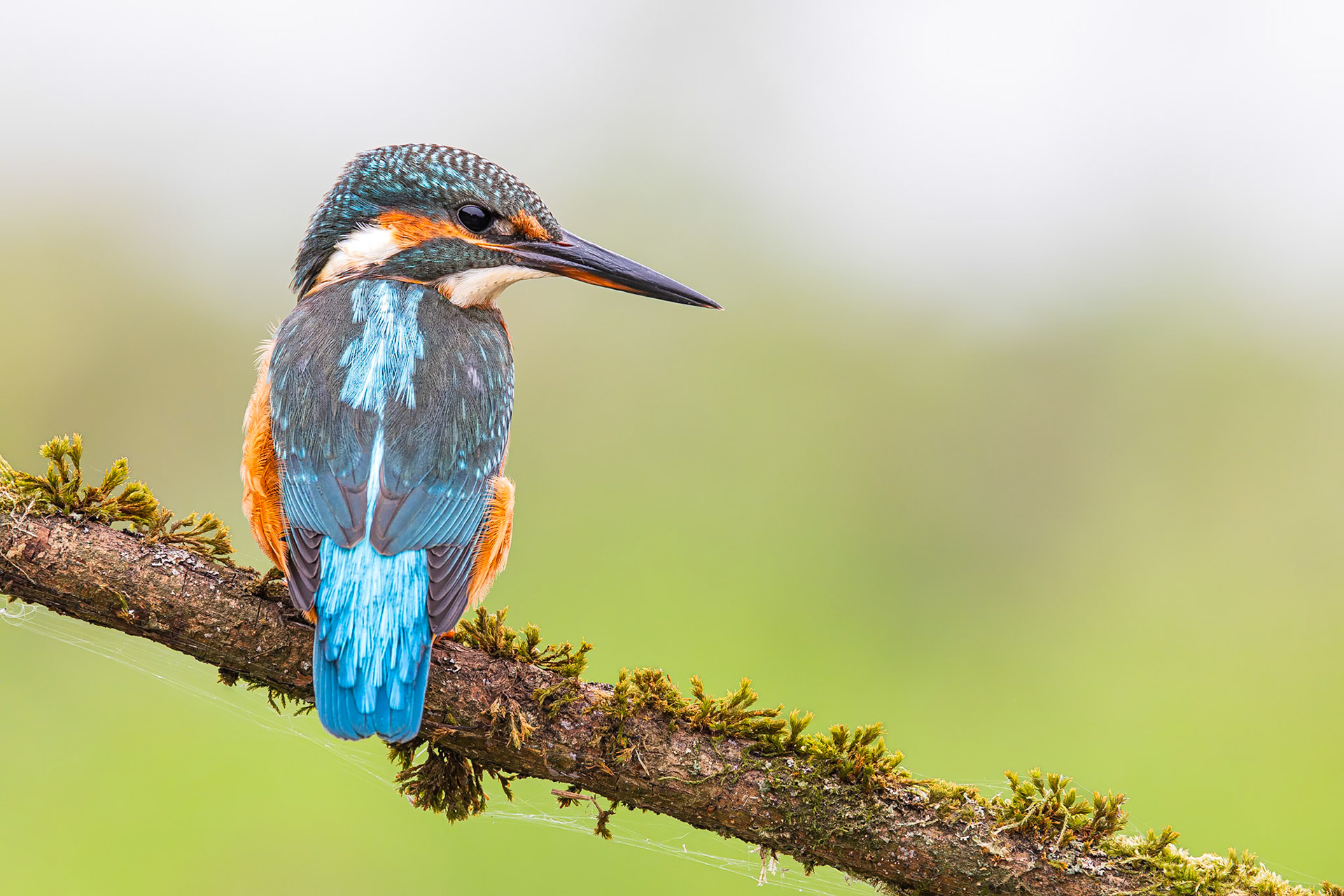 IJsvogel / Common kingfisher (Alcedo atthis)