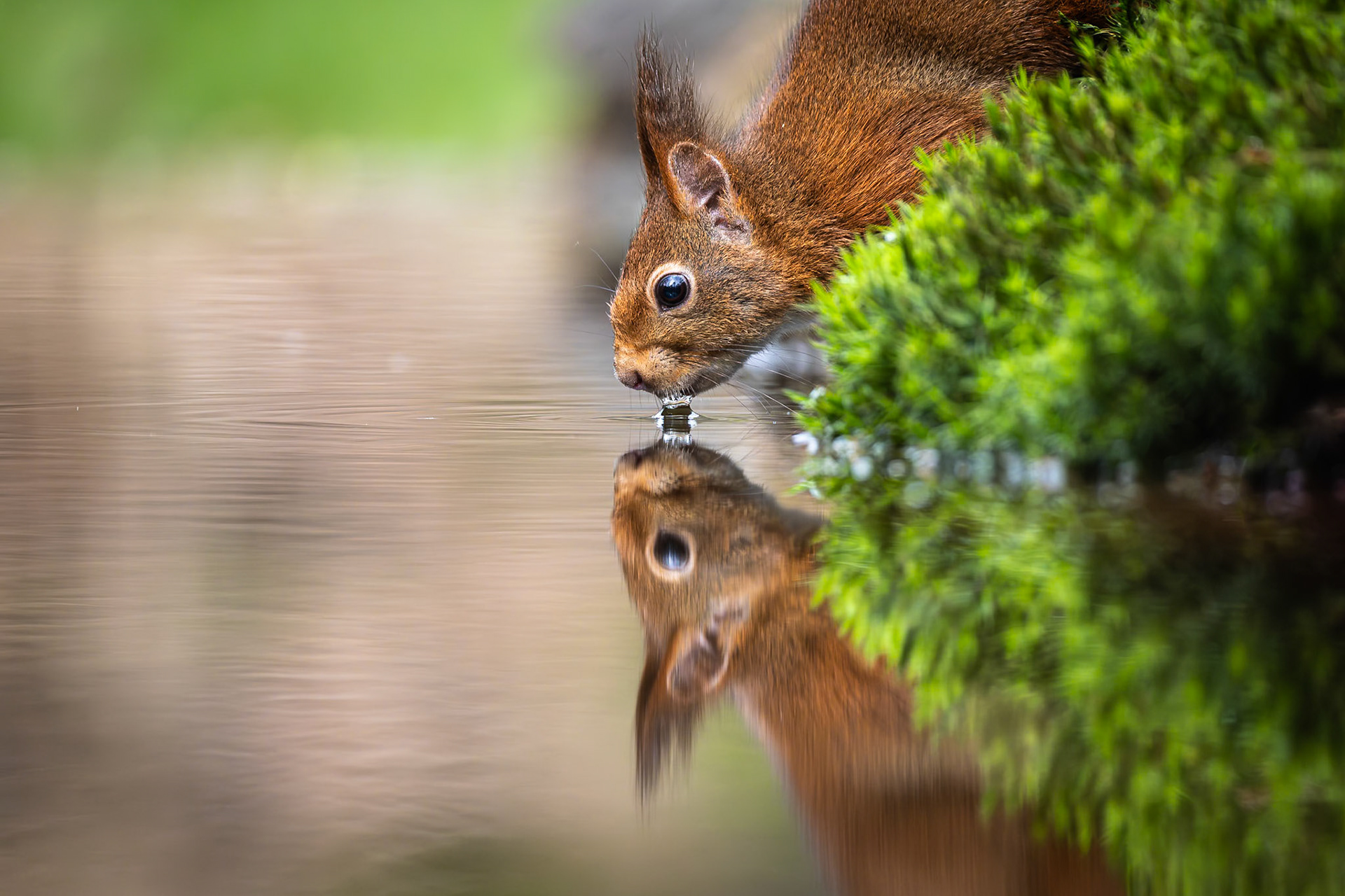 Eekhoorn / Eurasian red squirrel (Sciurus vulgaris)