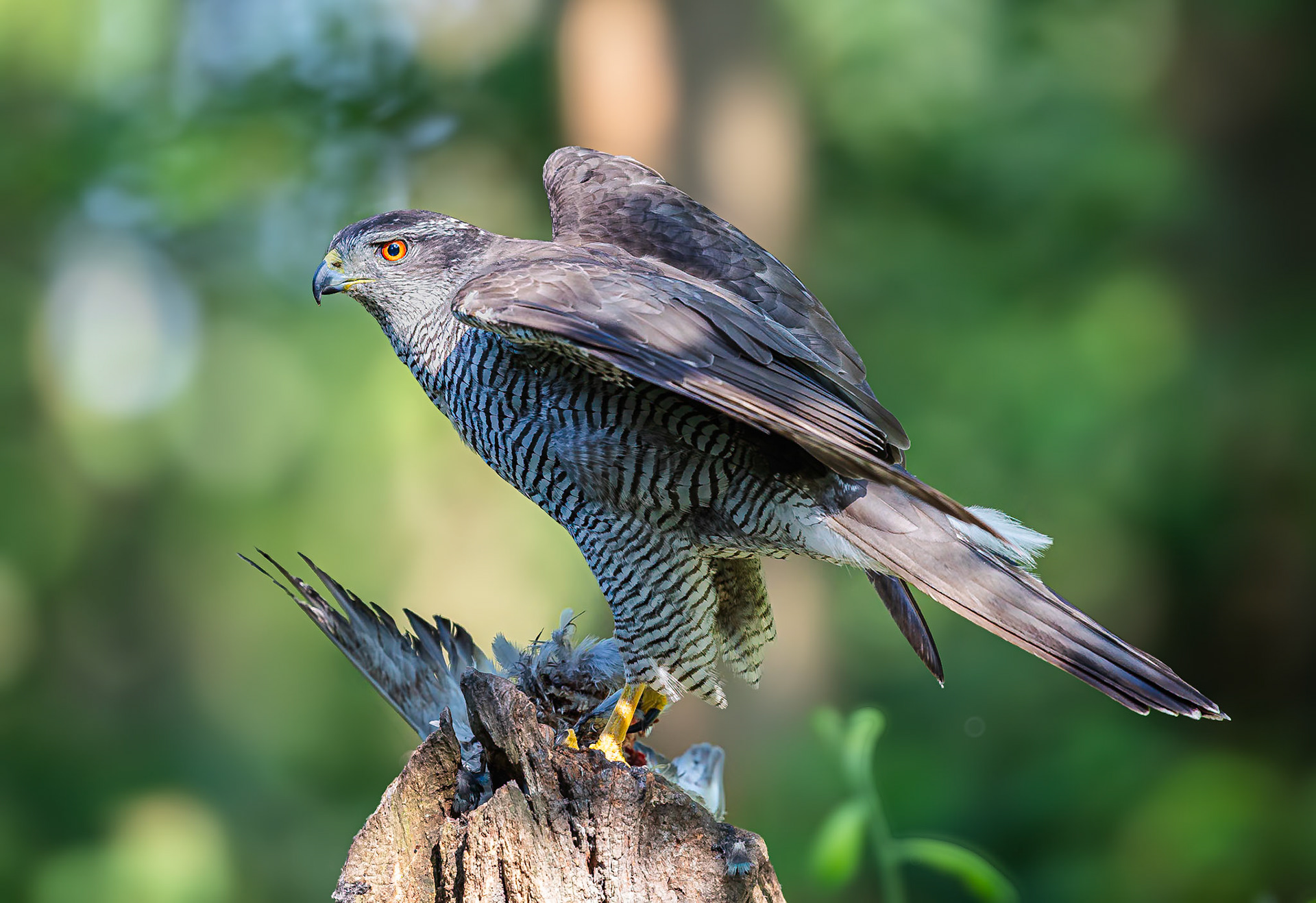 Havik / Northern Goshawk (Accipiter gentilis)