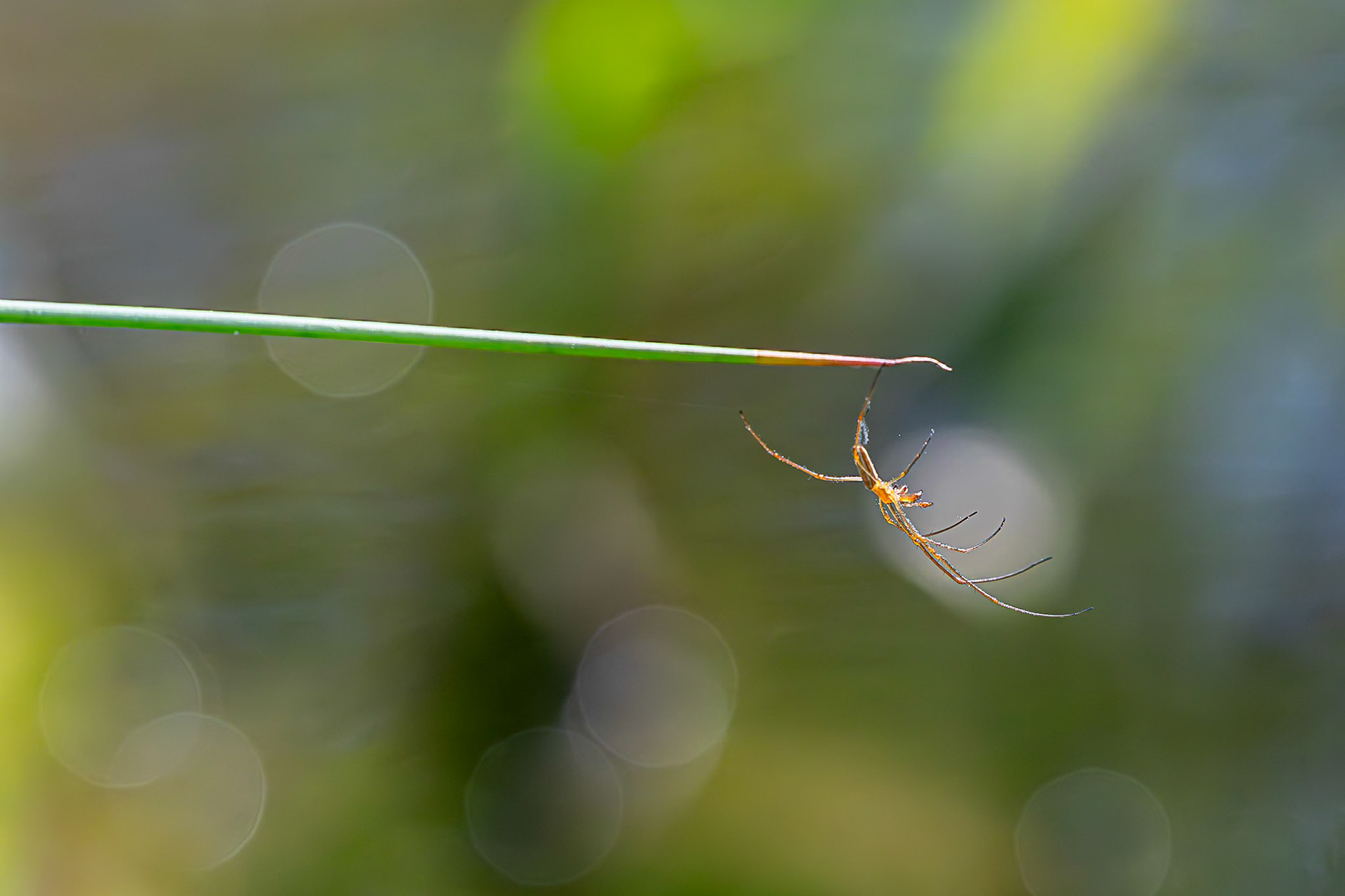 Strekspin / Long-jawed orb weaver