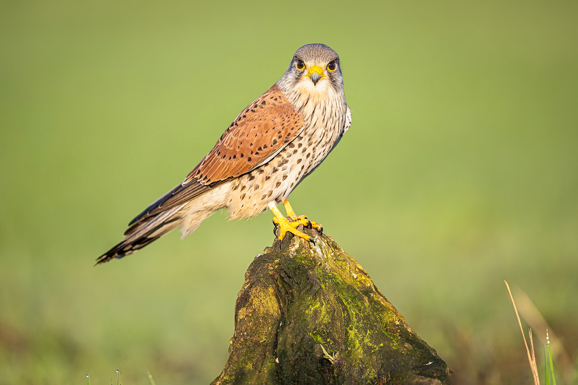 Torenvalk / Common kestrel (Falco tinnunculus)