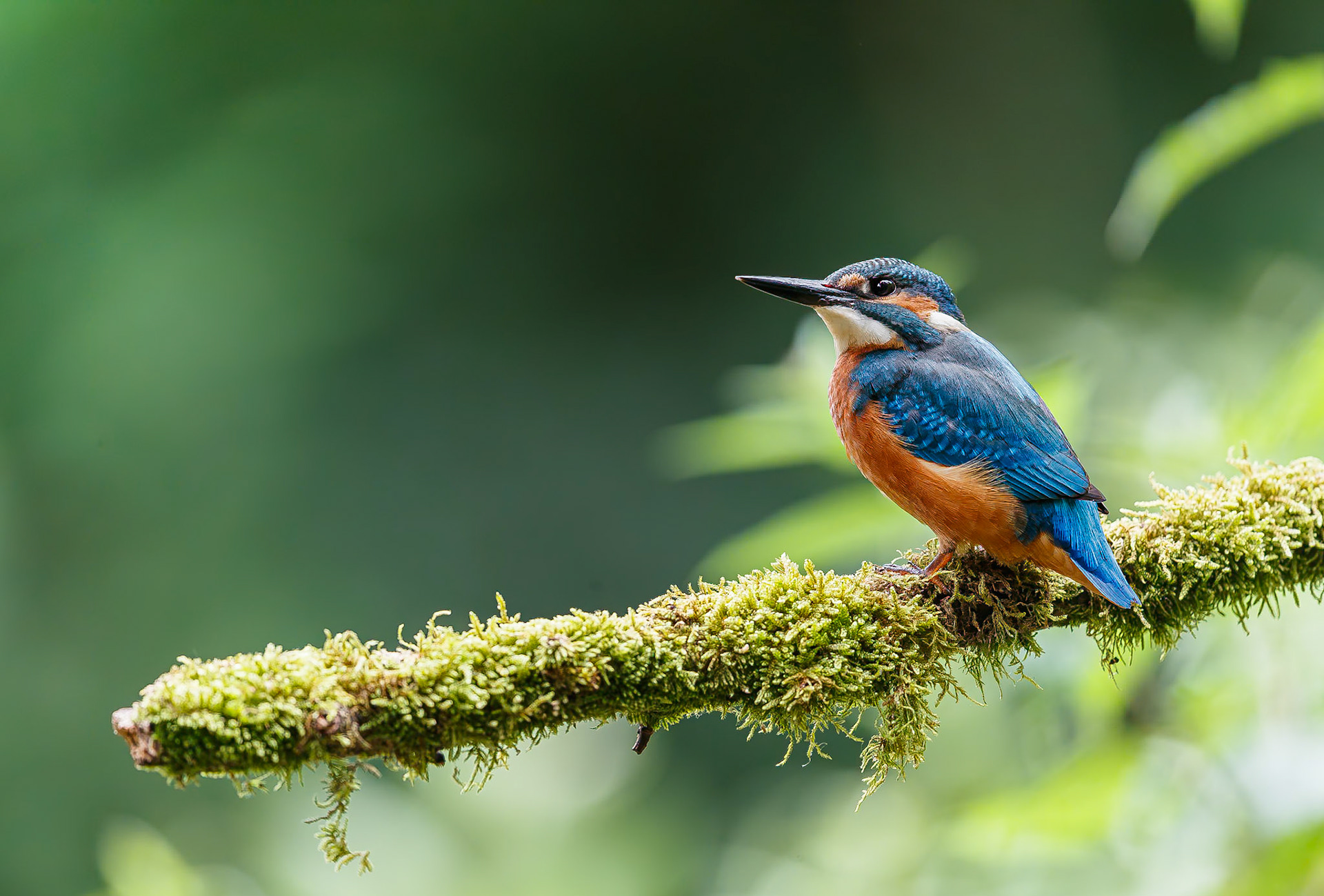 IJsvogel / Common kingfisher (Alcedo atthis)