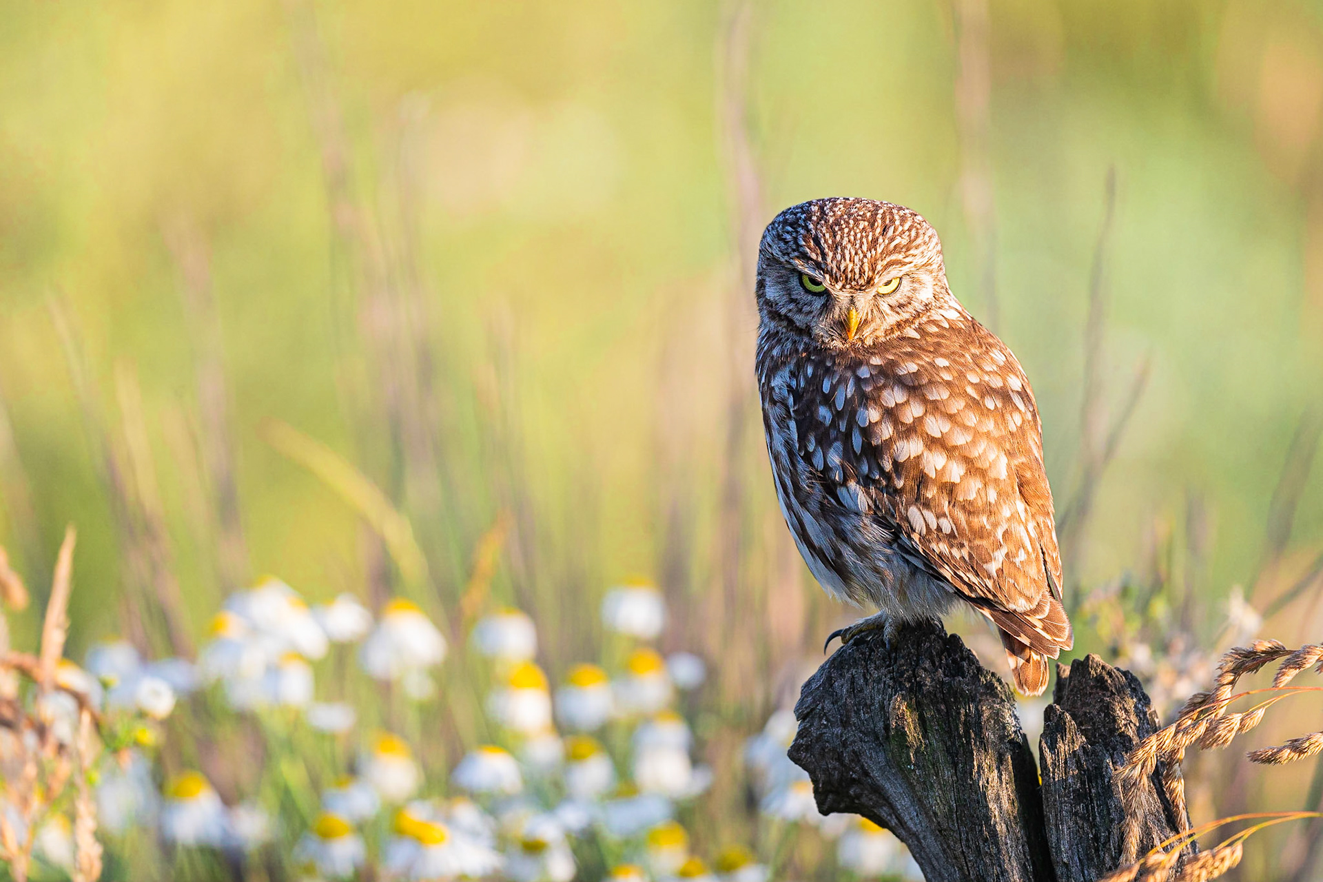 Steenuil / Little Owl (Athene noctua)