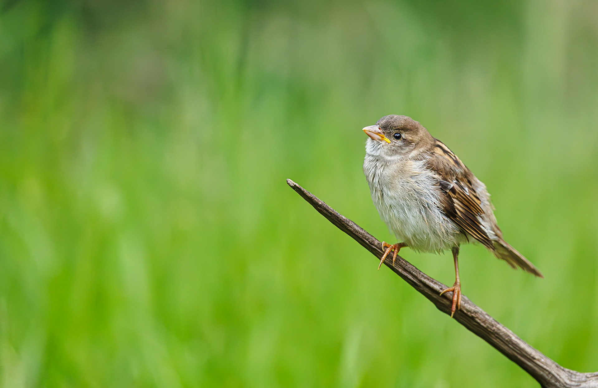 Huismus / House sparrow (Passer domesticus)
