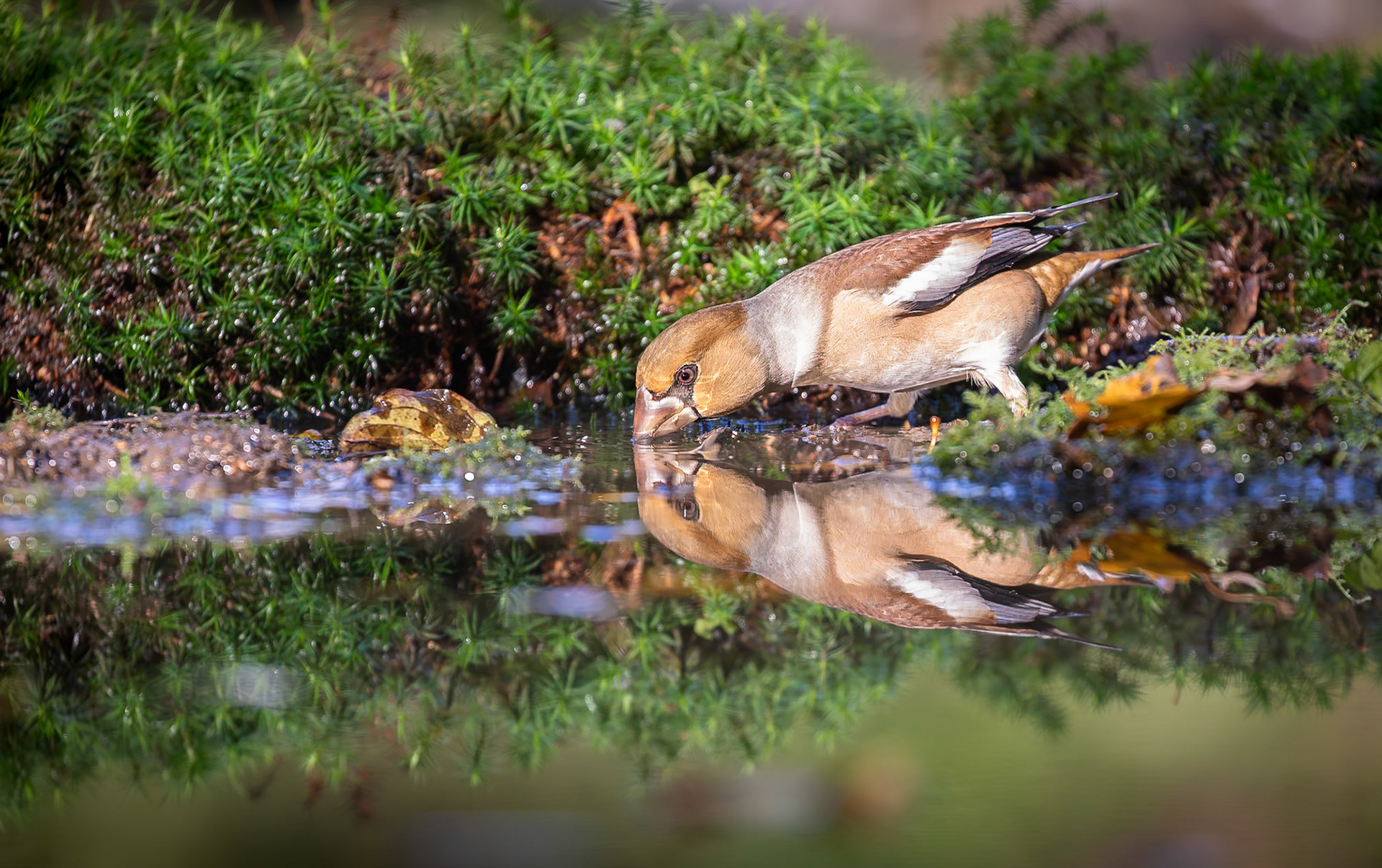 Appelvink / Hawfinch (Coccothraustes coccothraustes)