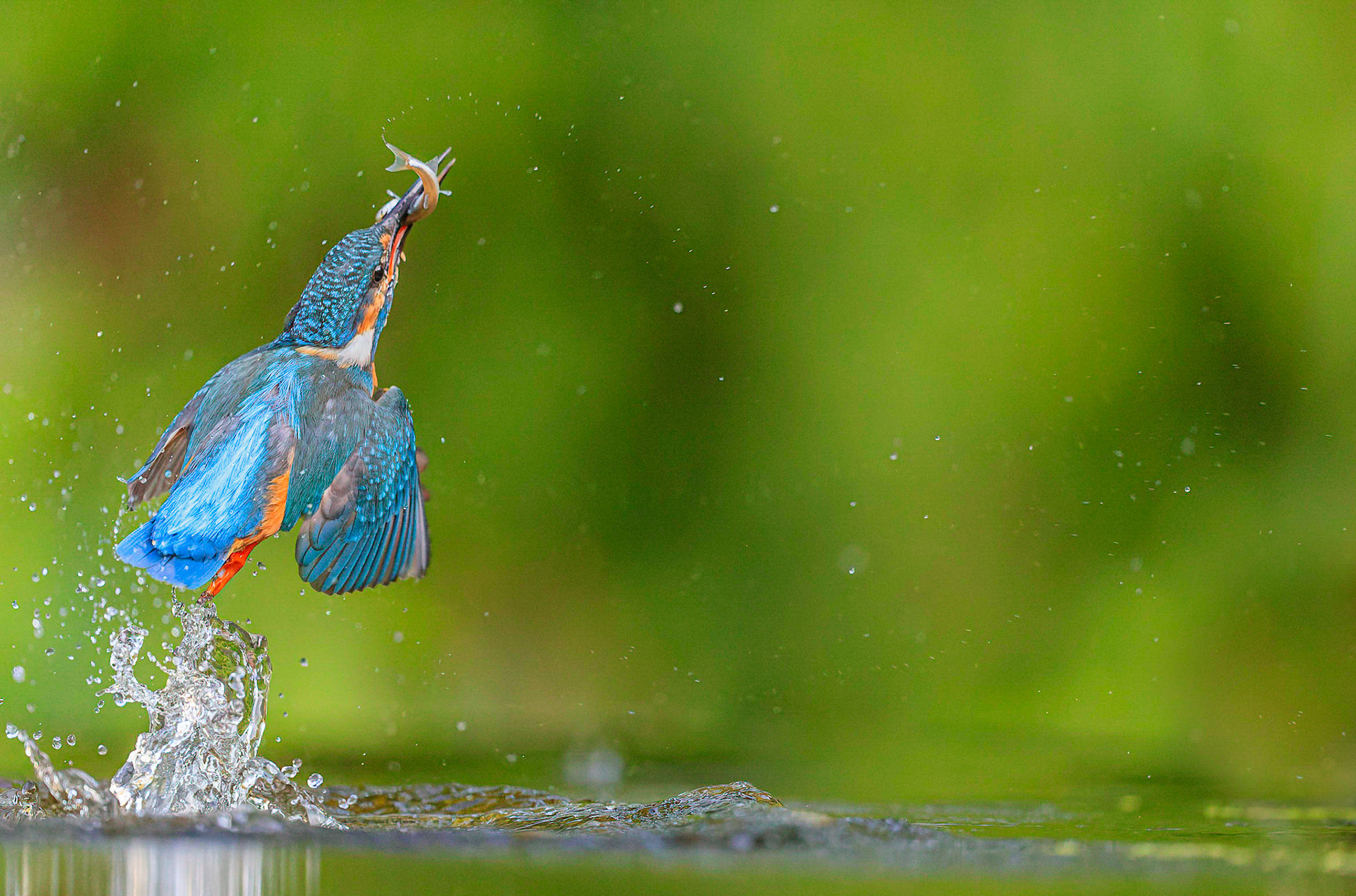 IJsvogel / Common kingfisher (Alcedo atthis)