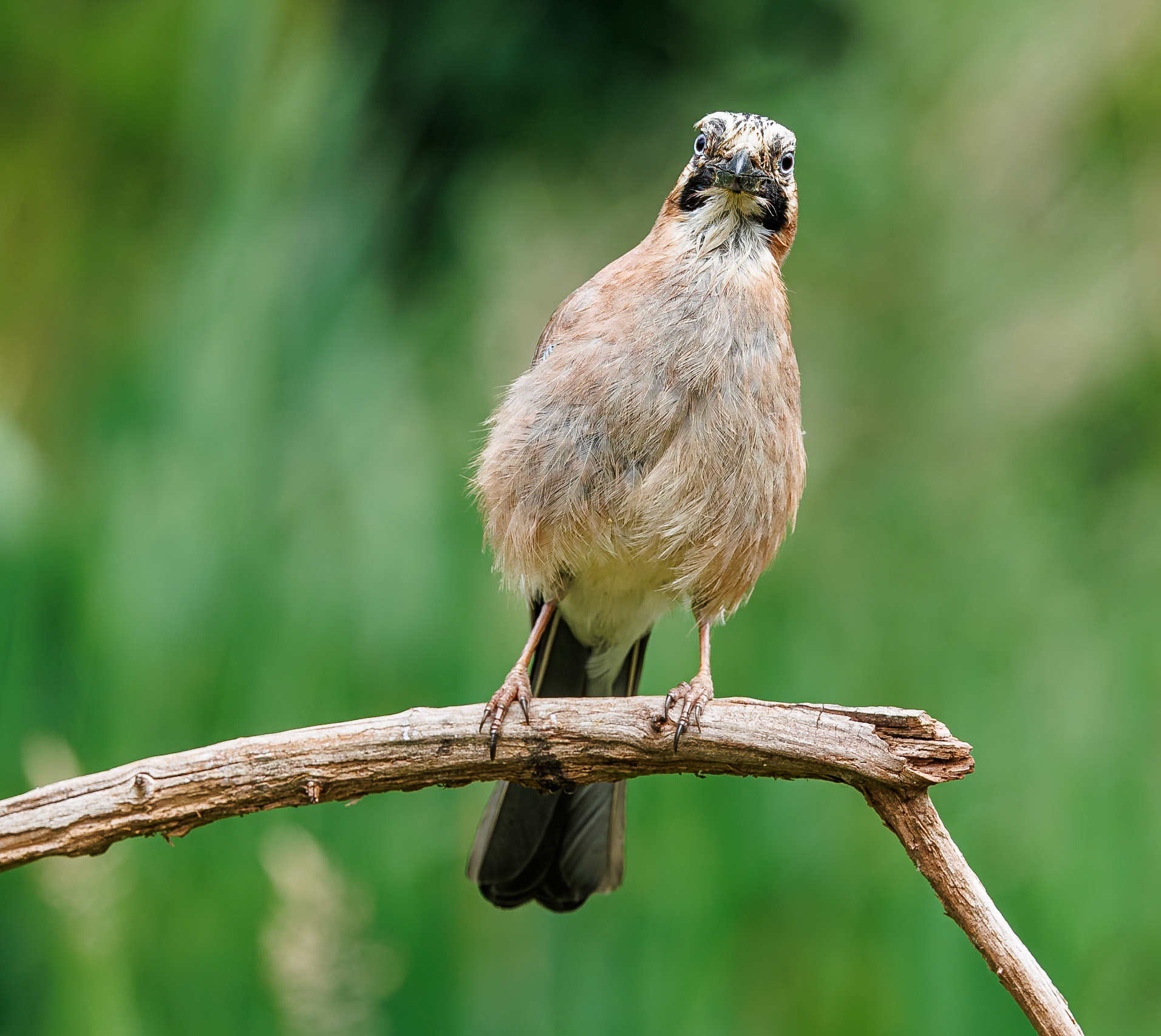 Gaai / Eurasian jay (Garrulus glandarius)