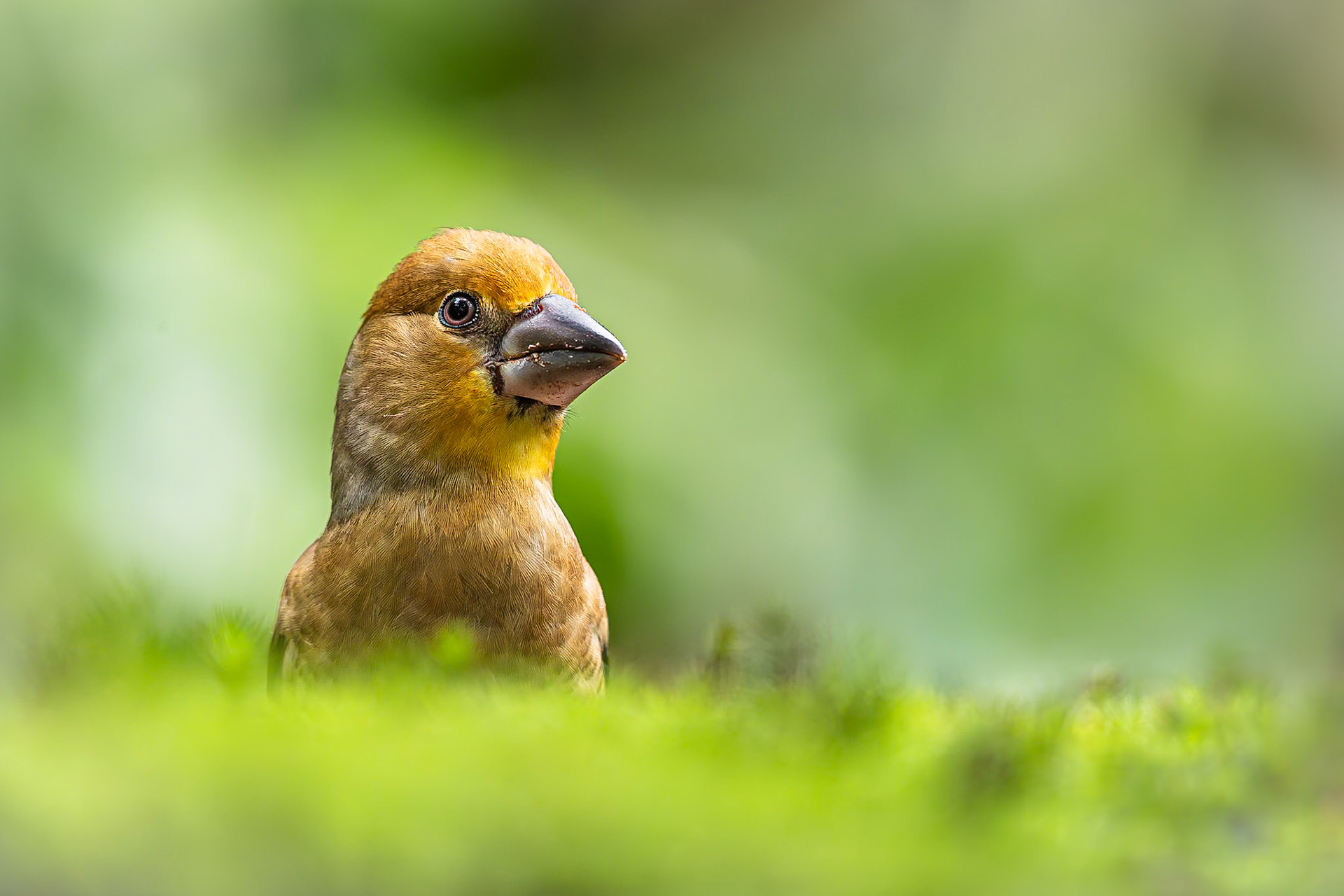 Appelvink / Hawfinch (Coccothraustes coccothraustes)