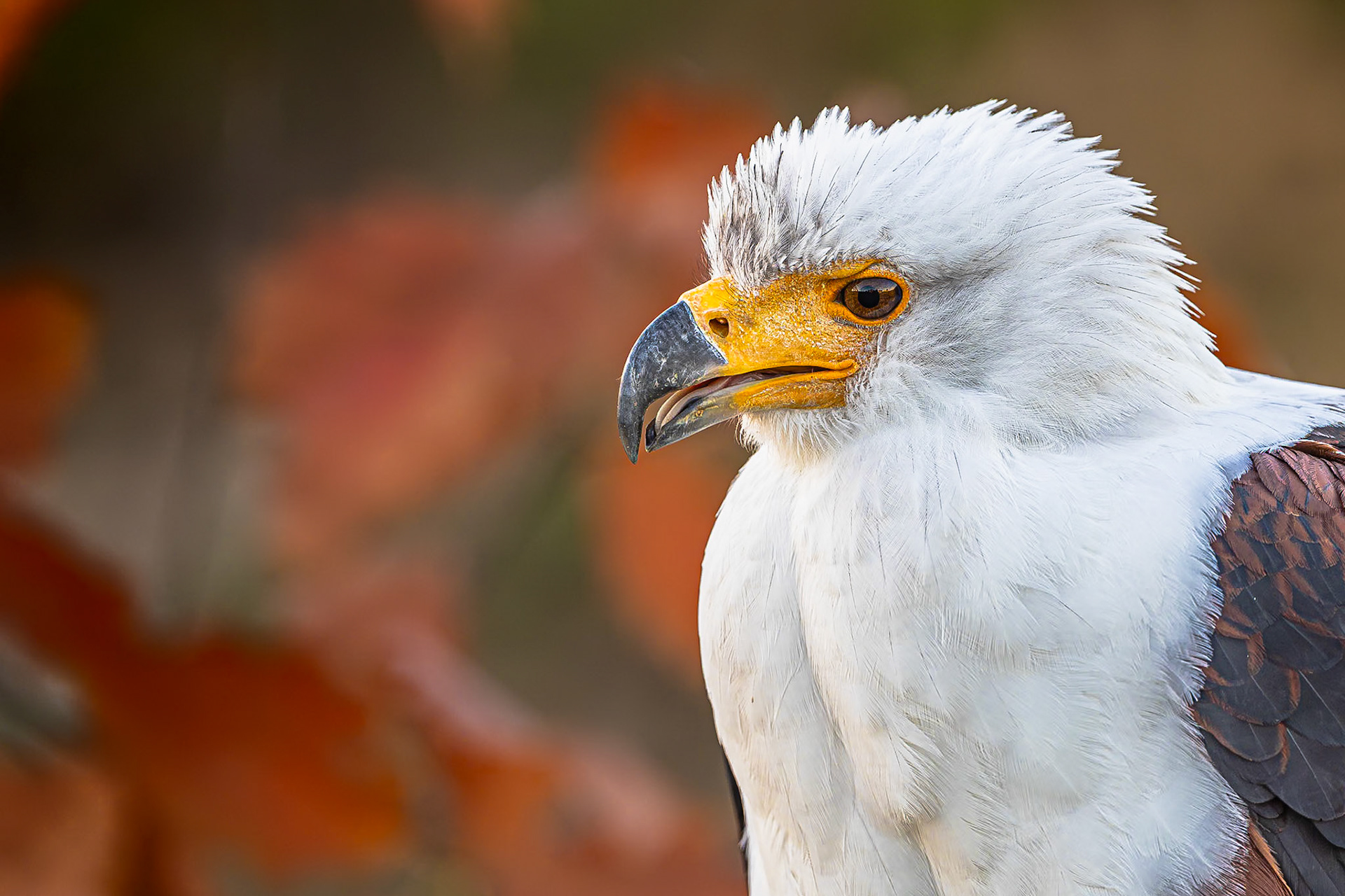 Afrikaanse zeearend / African fish eagle (Haliaeetus vocifer)