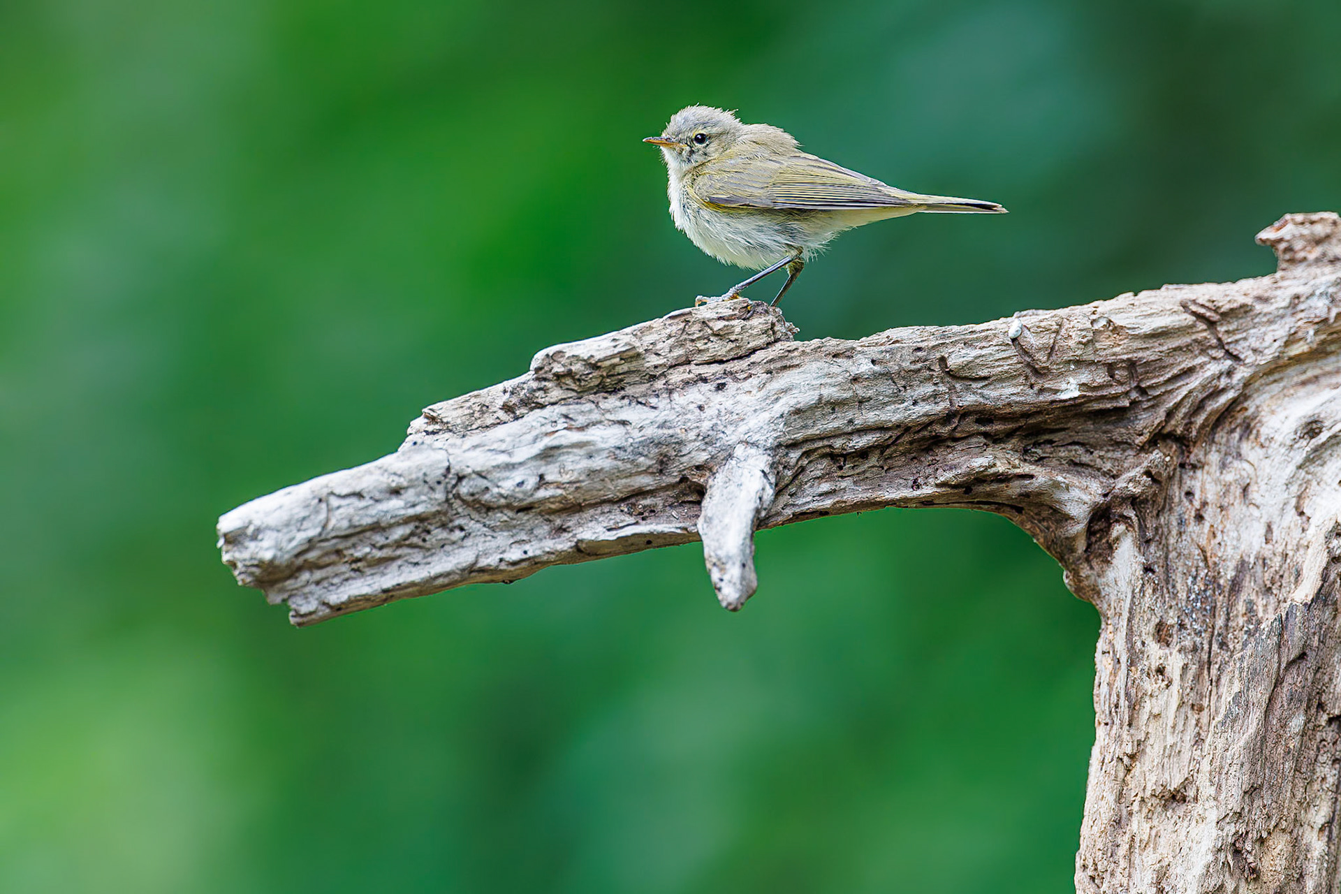 Tjiftjaf / Common chiffchaff (Phylloscopus collybita)