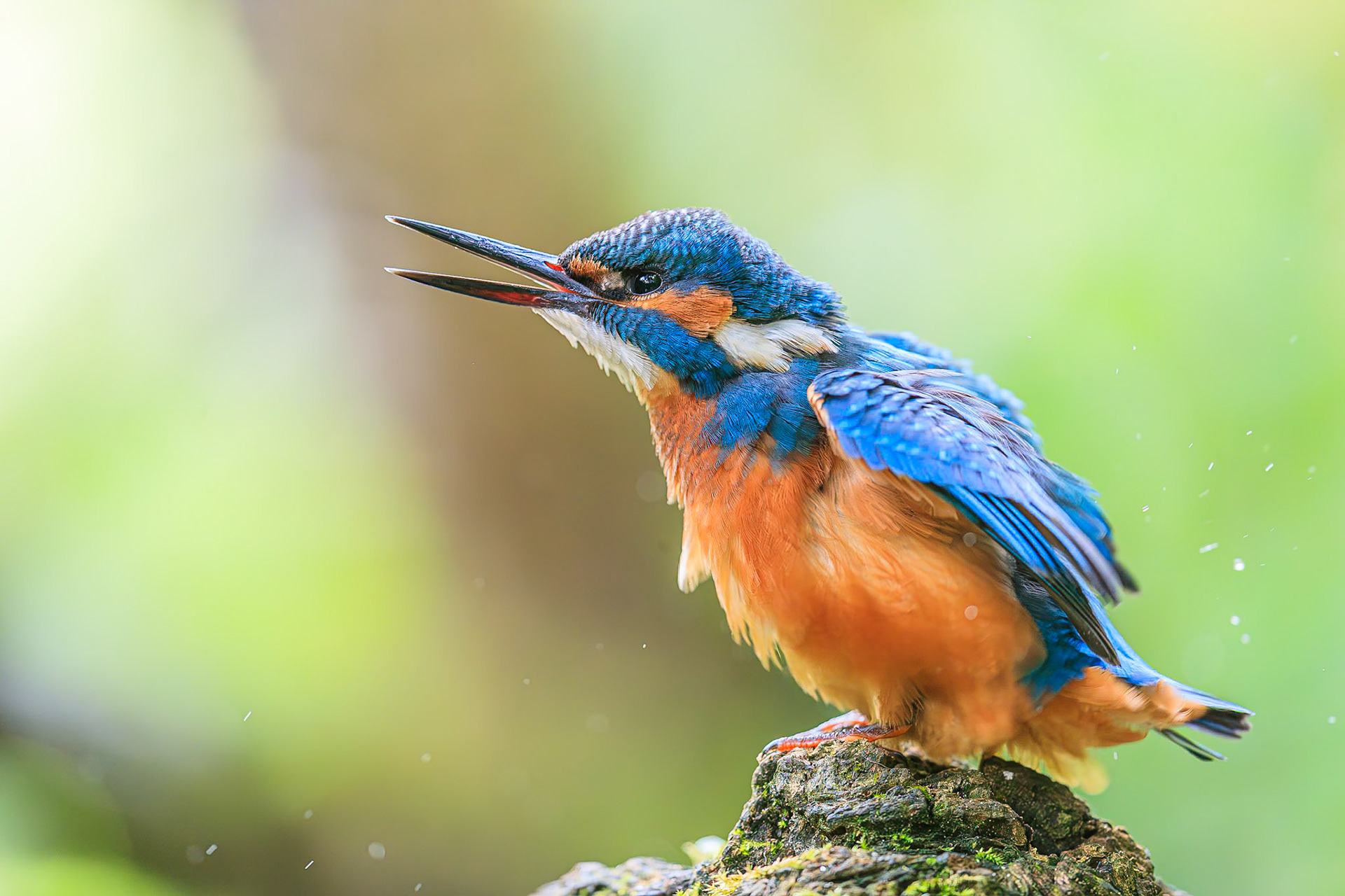 IJsvogel / Common kingfisher (Alcedo atthis)