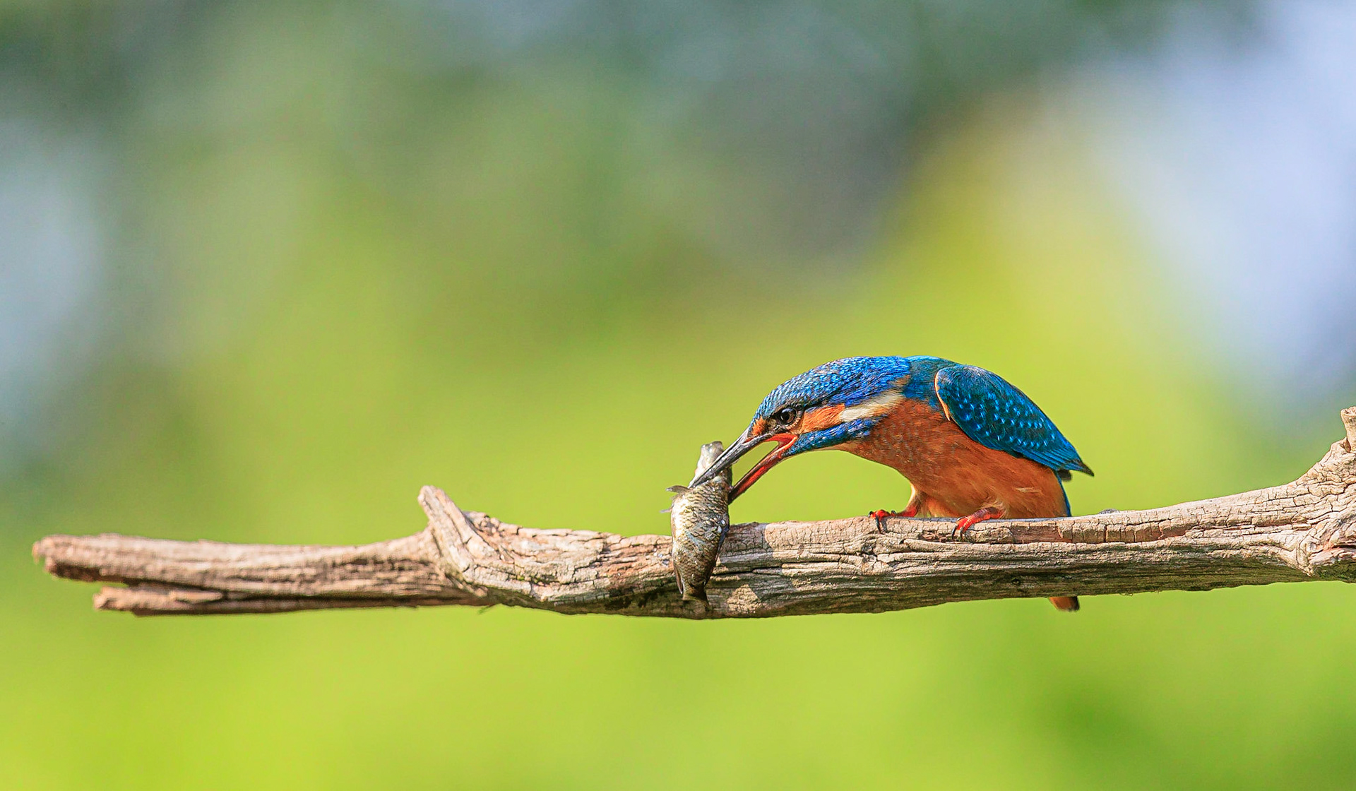 IJsvogel / Common kingfisher (Alcedo atthis)