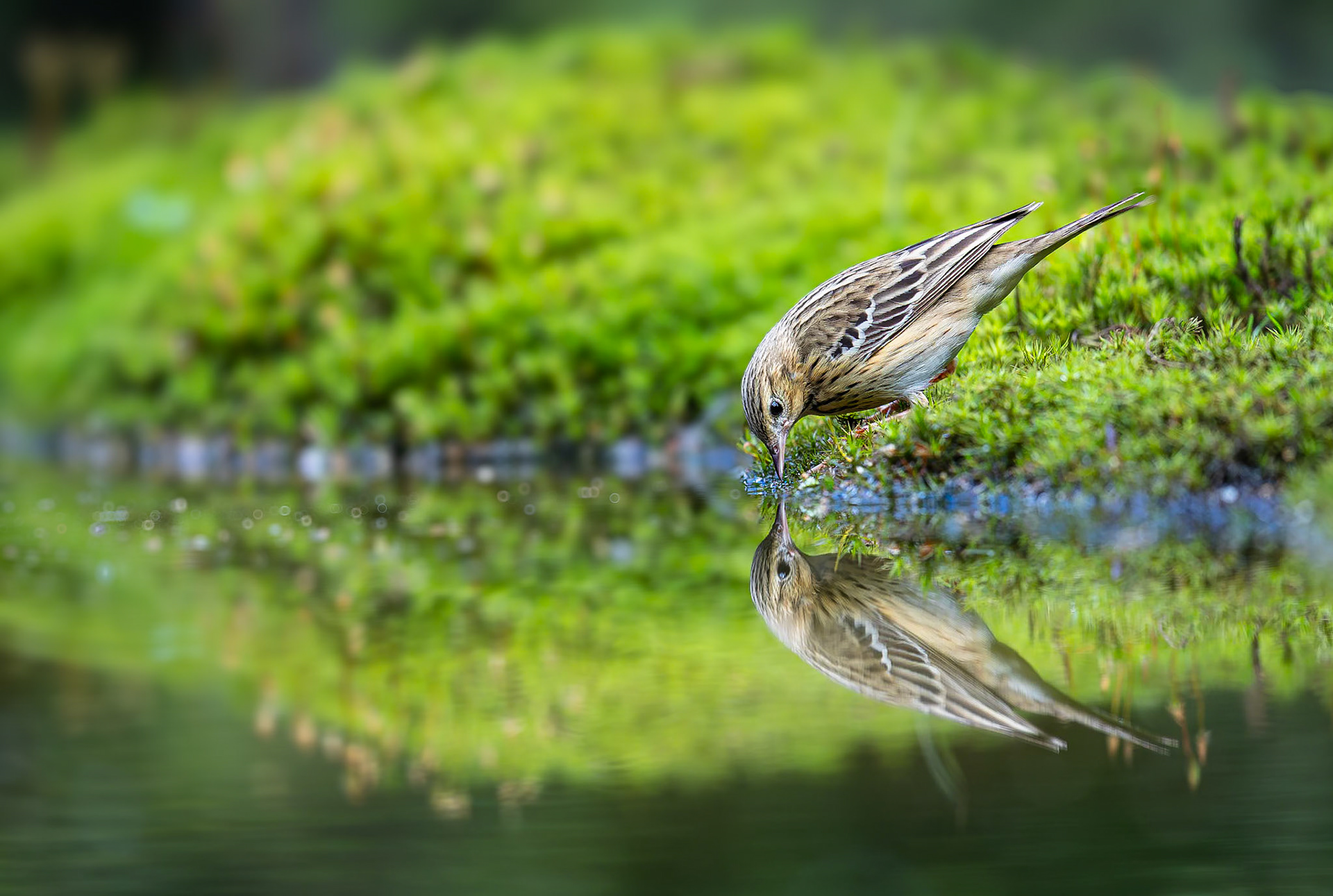 Boompieper / Tree pipit (Anthus trivialis)