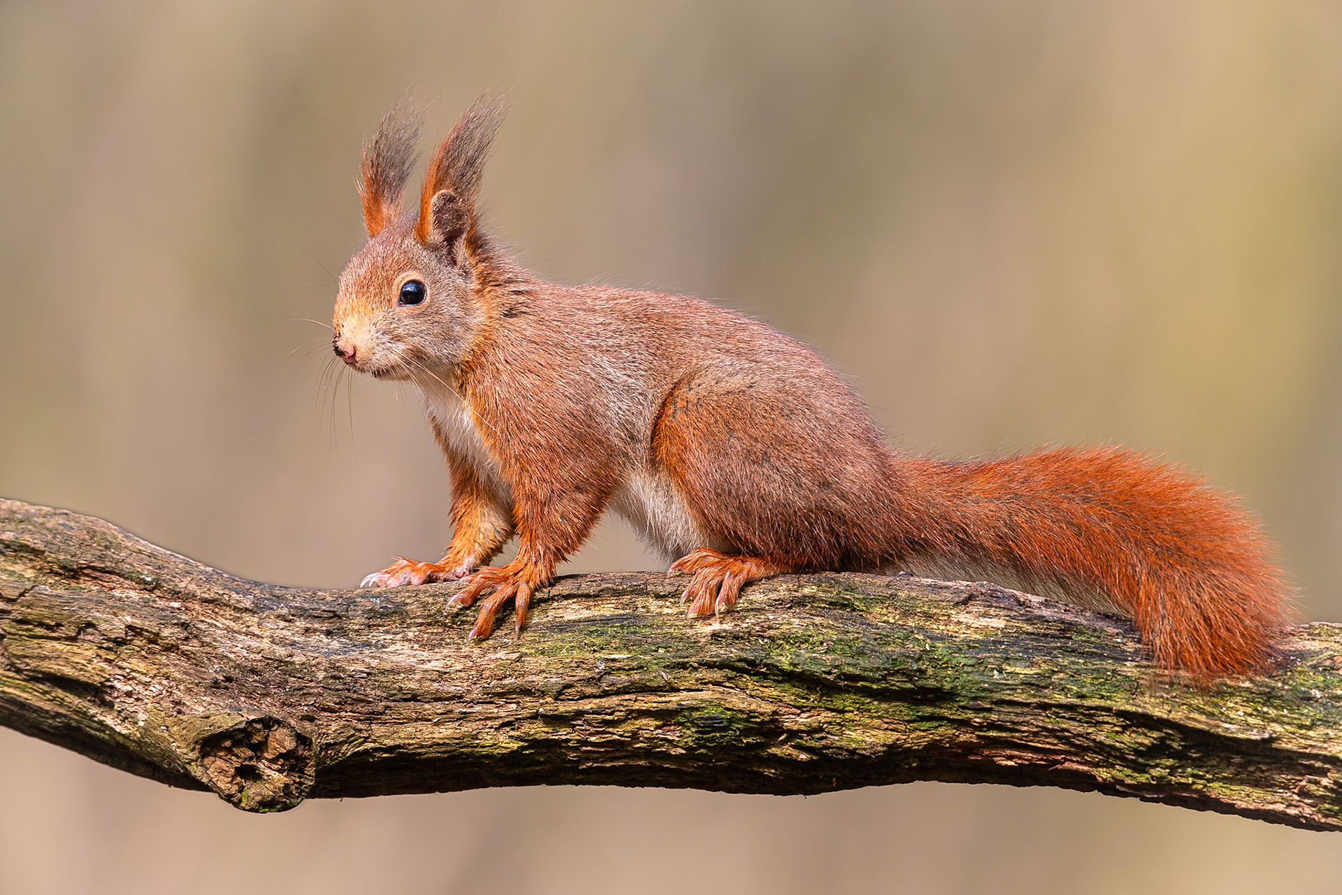 Eekhoorn / Eurasian red squirrel (Sciurus vulgaris)