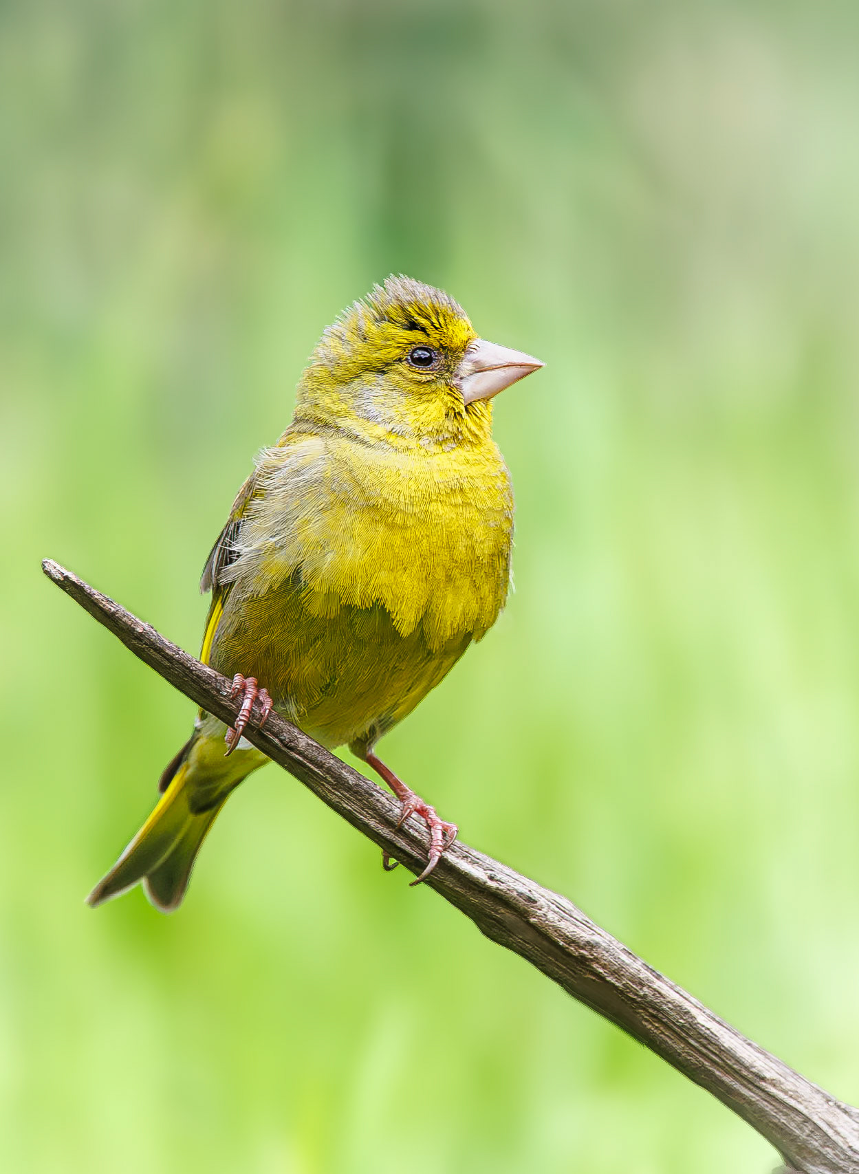 Groenling / European greenfinch (Carduelis chloris)